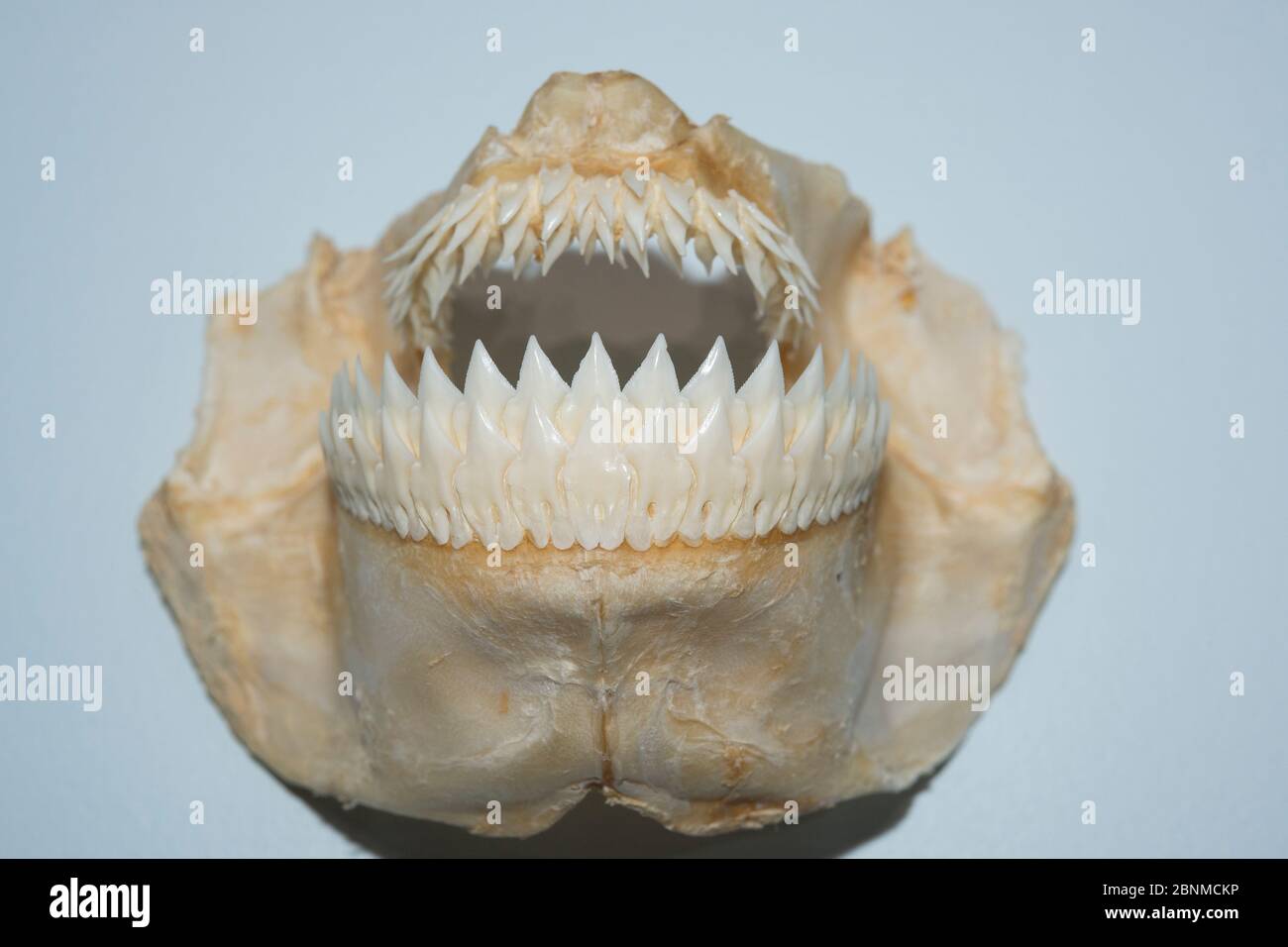 Kitefinhai (Dalatias licha) Kiefer und Zähne im Ozeanographischen Museum von Monaco, Fürstentum Monaco Stockfoto