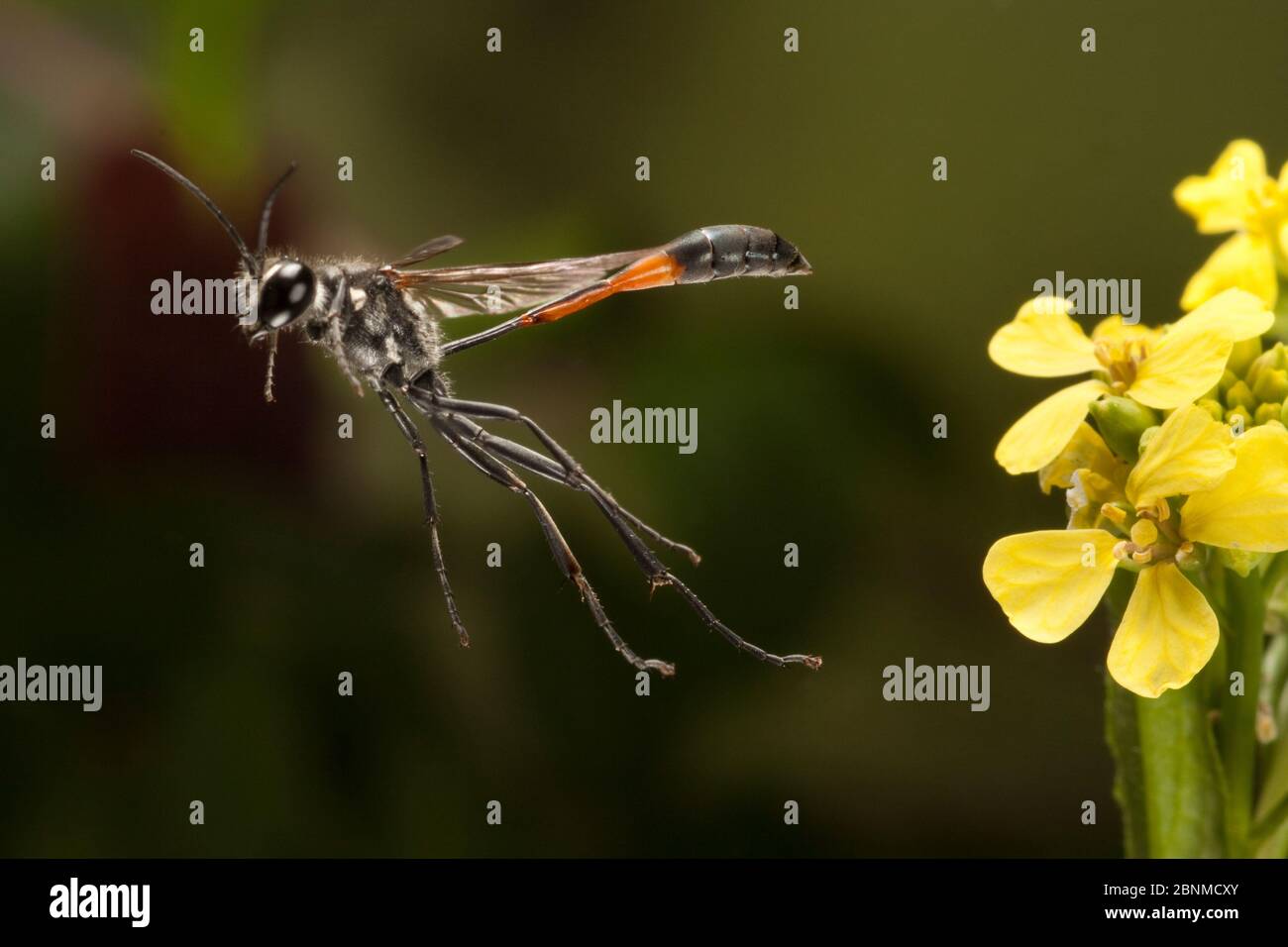 Fadenwaspe (Ammophila sp.) beim Abheben, Travis County, Texas, USA. Kontrollierte Bedingungen. März Stockfoto