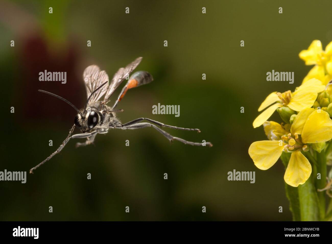 Fadenwaspe (Ammophila sp.) beim Abheben, Travis County, Texas, USA. Kontrollierte Bedingungen. März Stockfoto