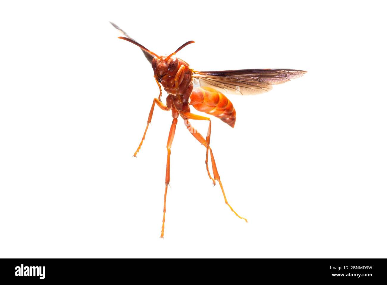 Papierwespe (Polistes carolina) auf weißem Hintergrund fliegend Travis County, Texas, USA. Kontrollierte Bedingungen. August Stockfoto