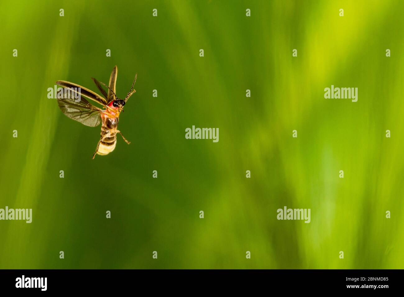 Eastern Firefly (Photinus pyralis) fliegen, Tuscaloosa County, Alabama, USA kontrollierte Bedingungen. Juni Stockfoto