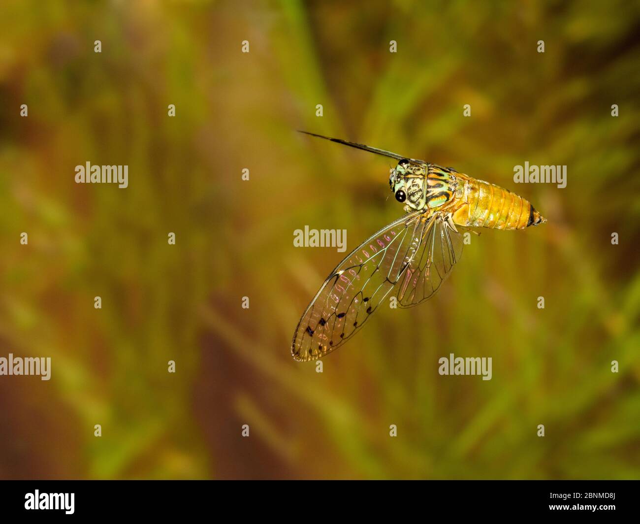 Hieroglyphen cicada (Neocicada hieroglyphica) fliegen, Tuscaloosa County, Alabama, USA kontrollierte Bedingungen. Juni Stockfoto