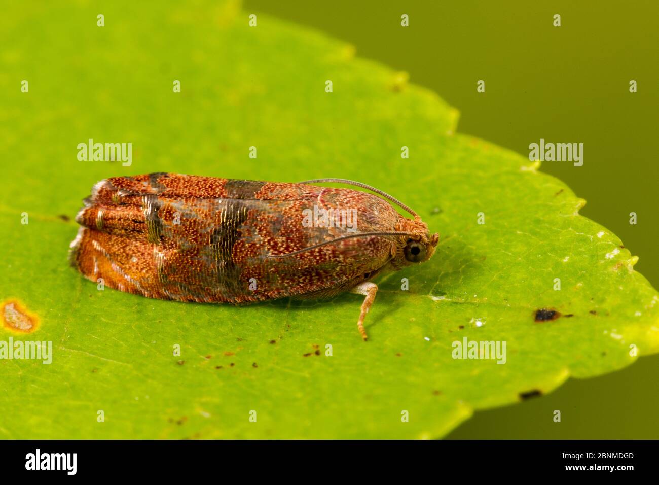 Filbertworm Motte (Cydia latiferreana), Tuscaloosa County, Alabama, USA Oktober Stockfoto