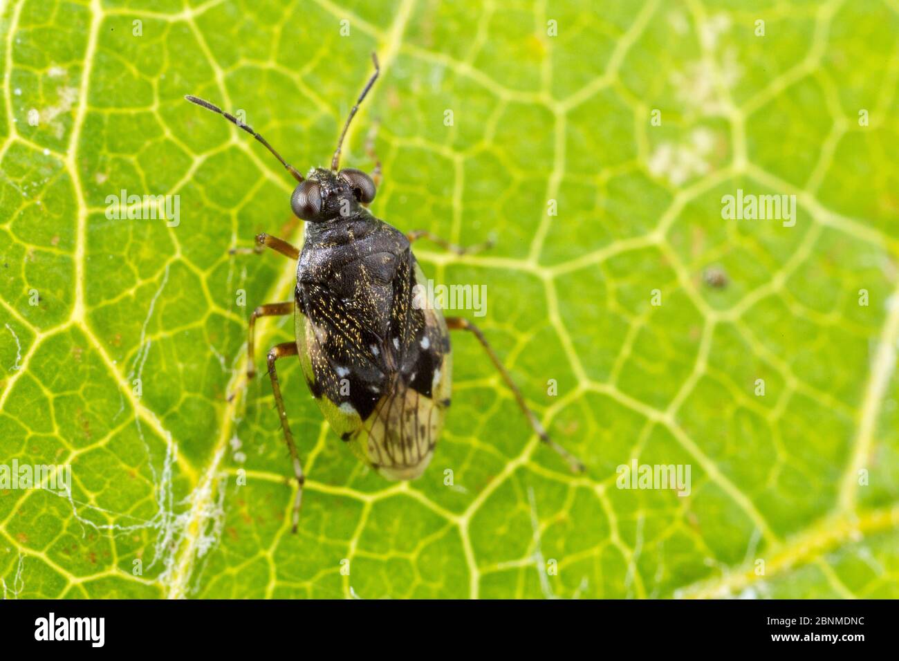 Shore Bug (Micracanthia humilis), Tuscaloosa County, Alabama, USA Oktober Stockfoto