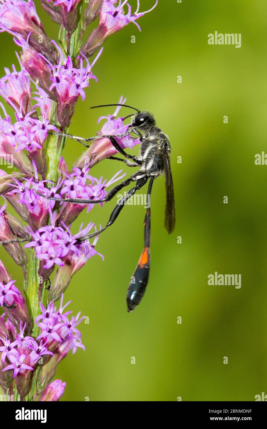 Fadenwaspe (Ammophila sp.) Orange County, Florida, USA September Stockfoto