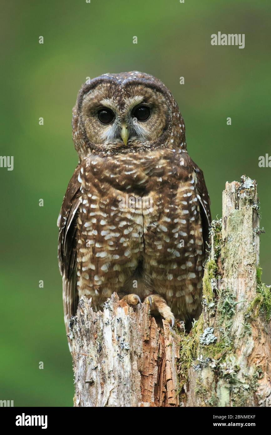 Owl (Strix occidentalis) entdeckt. Willamette National Forest, Oregon. Juni. Stockfoto