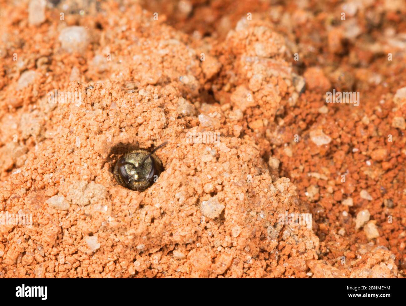 Schweißbiene (Lasioglossum sp) bewachende Höhle, South Carolina, USA, August. Stockfoto