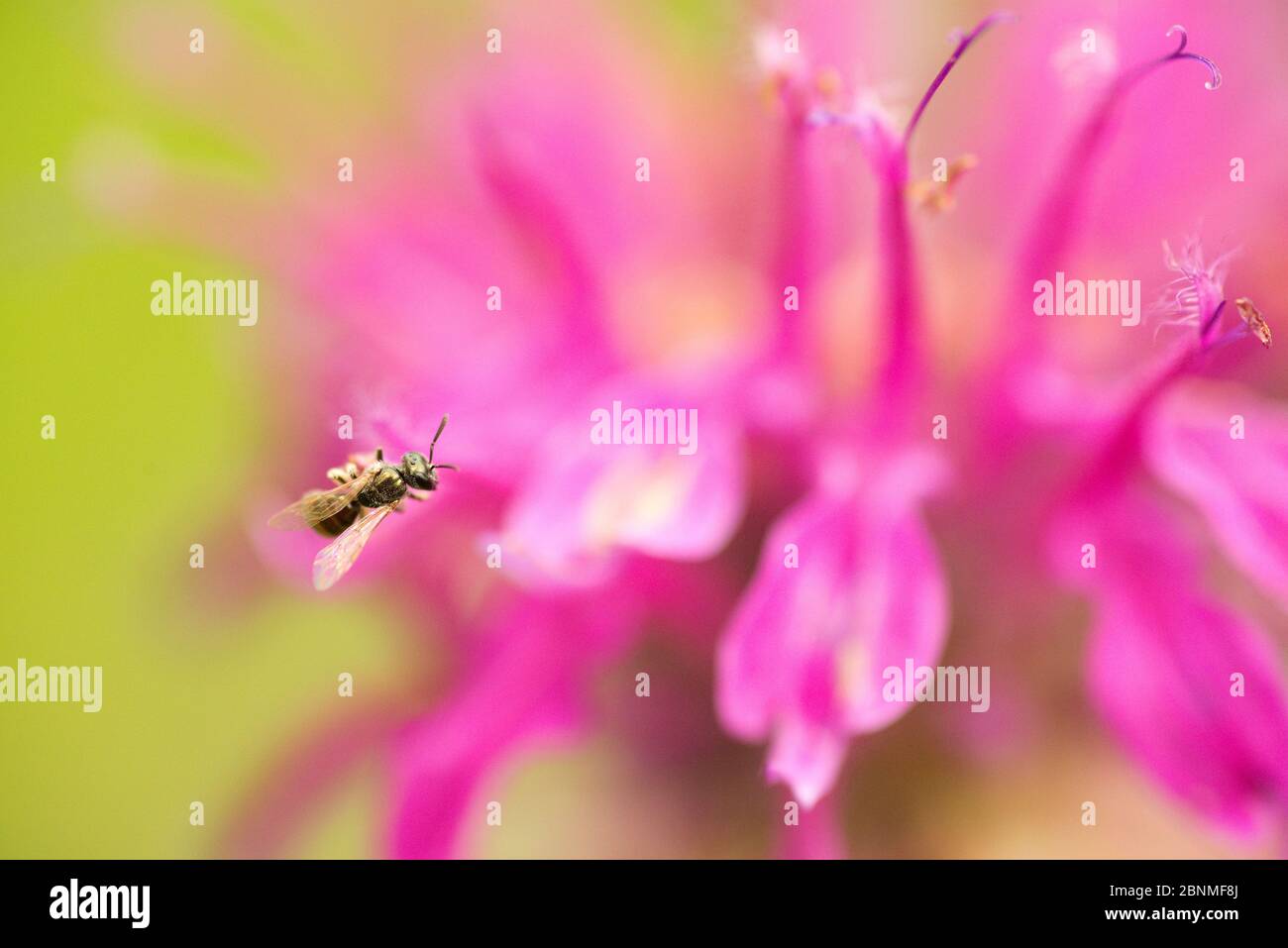 Schwitzbiene (Lasioglossum sp), die Nektar und Pollen aus einer Bienenbalsablüte (Monarda didyma) sammelt South Carolina, USA, Juni. Stockfoto