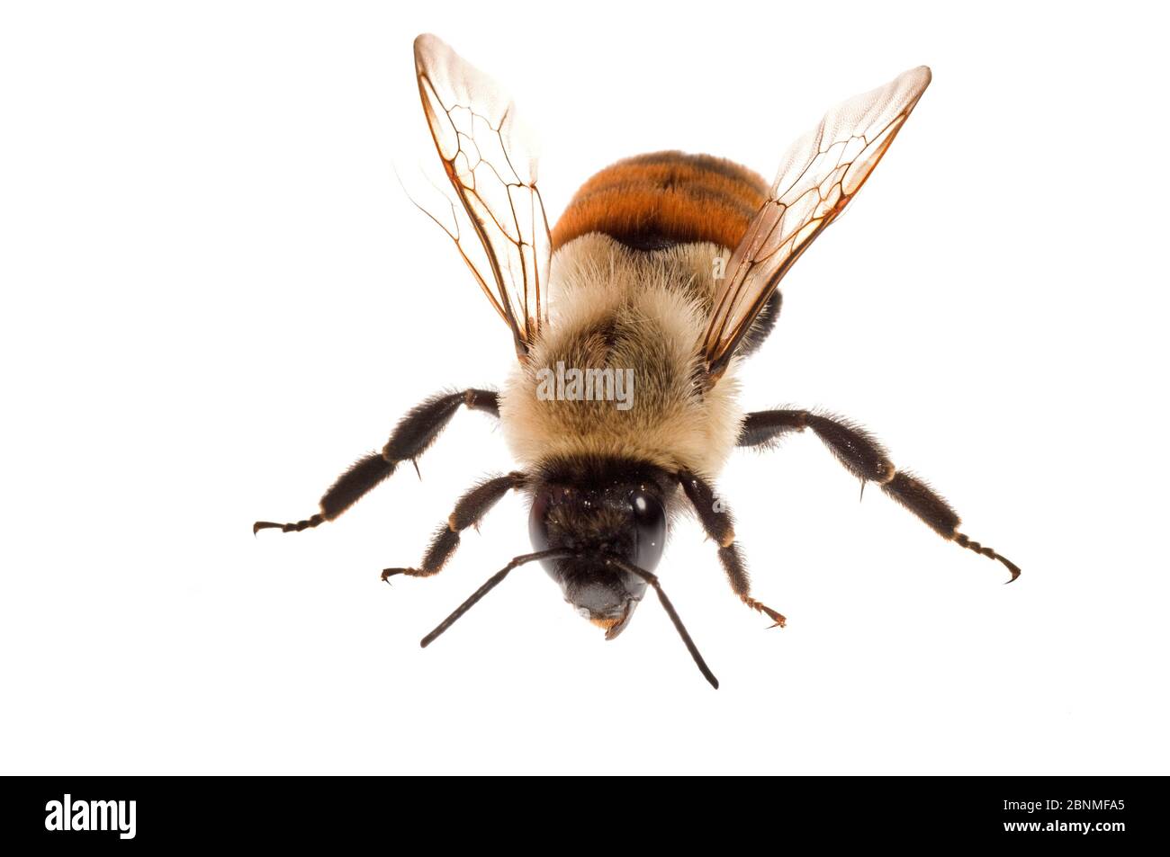 Gewöhnliche Osthummel (Bombus impatiens) mit untypischer Färbung, South Carolina, USA, September. Meetyourneighbors.net Projekt Stockfoto