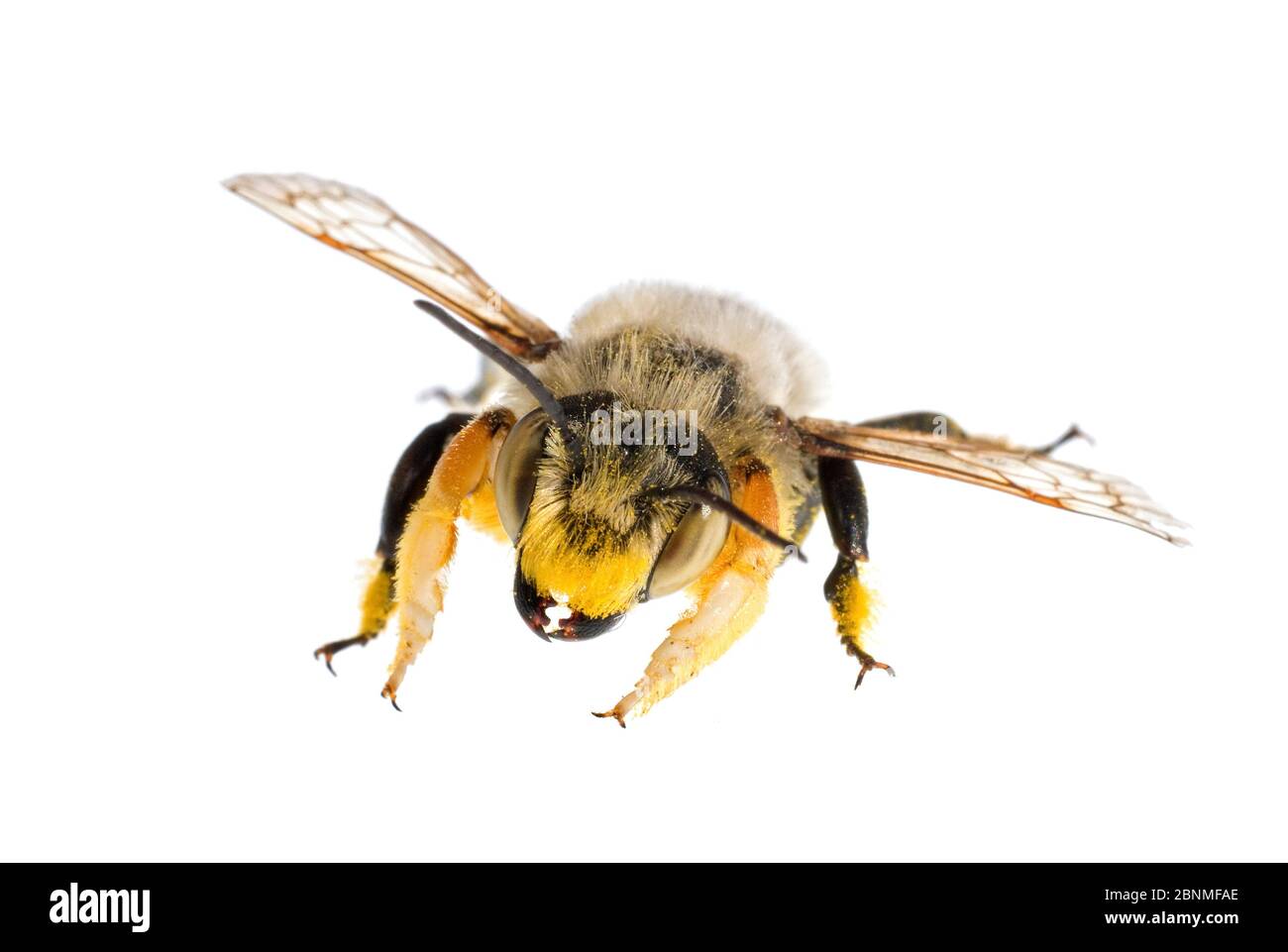 Fuzzy-Legged blätterende Biene (Megachile melanophaea), Männchen verwenden die Matte der Haare auf ihren Vorderbeinen, um die Augen der Weibchen während der Paarung zu bedecken. Madiso Stockfoto