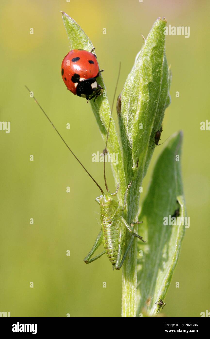 Seven spot Marienkäfer (Cocinella 7-punctata) Fütterung auf Blattläusen mit Bush Cricket (Tettigoniidae) Ardeche Mountains Regional Park, Frankreich, Mai. Stockfoto