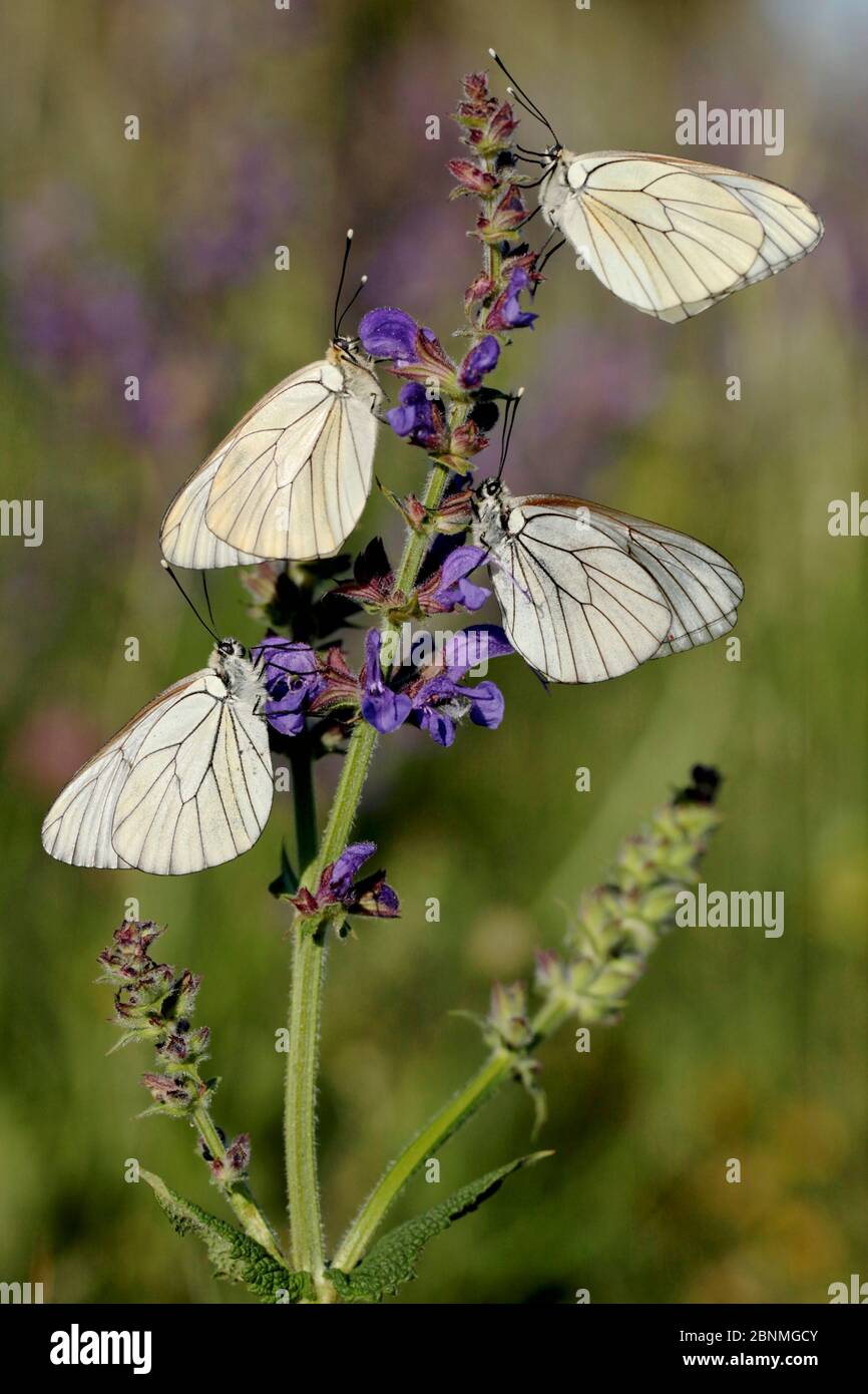 Weiße Schmetterlinge mit schwarzen Adern, (Aporia crataegi) auf Salbei-Blüten (Salvia pratensis), regionaler Naturpark Haut-Languedoc, Frankreich, Mai. Stockfoto