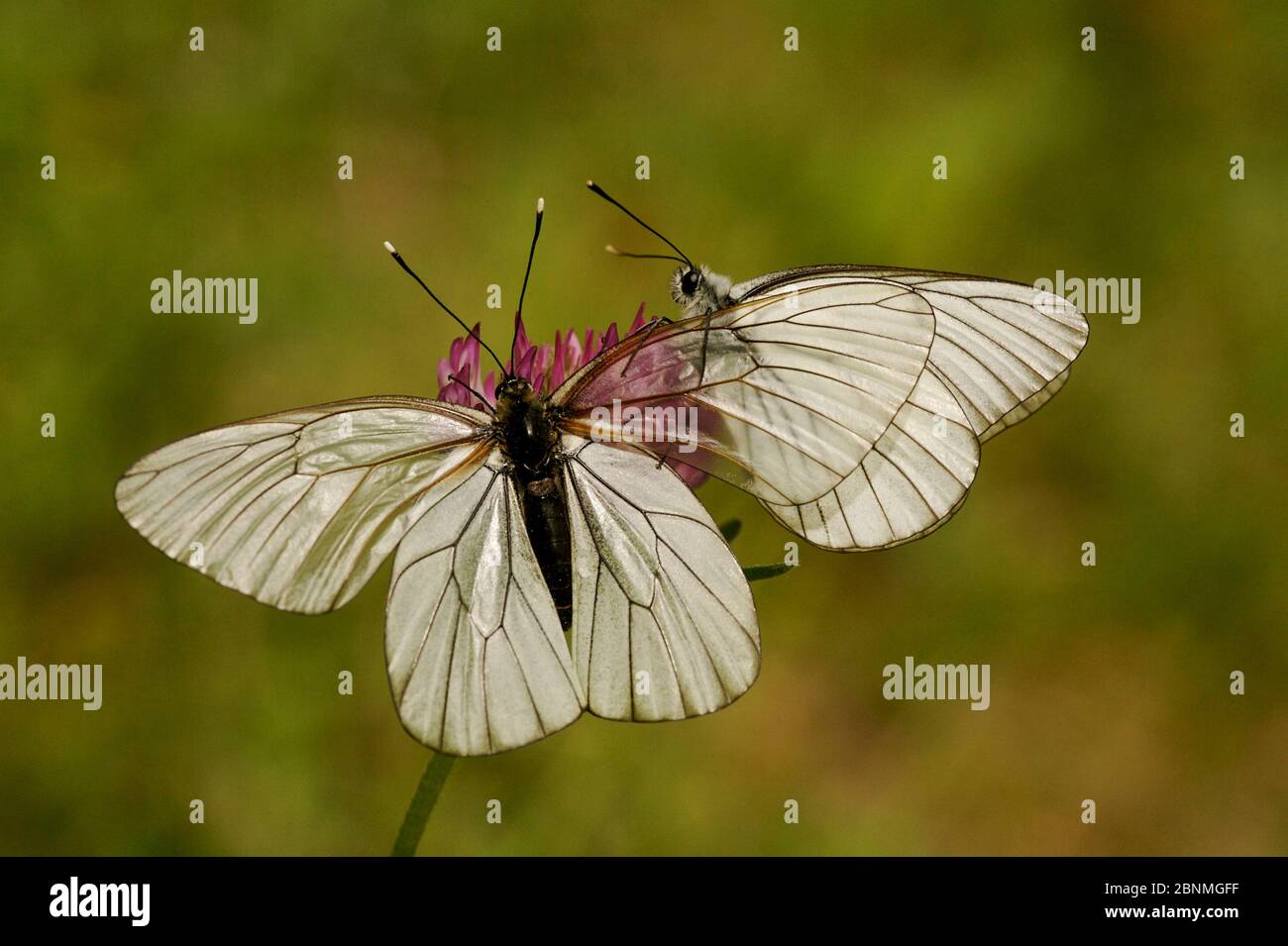 Schwarz geäderter weißer Schmetterling (Aporia crataegi) Männchen nähert sich Weibchen, Hautes-Alpes, Frankreich, Juni. Stockfoto