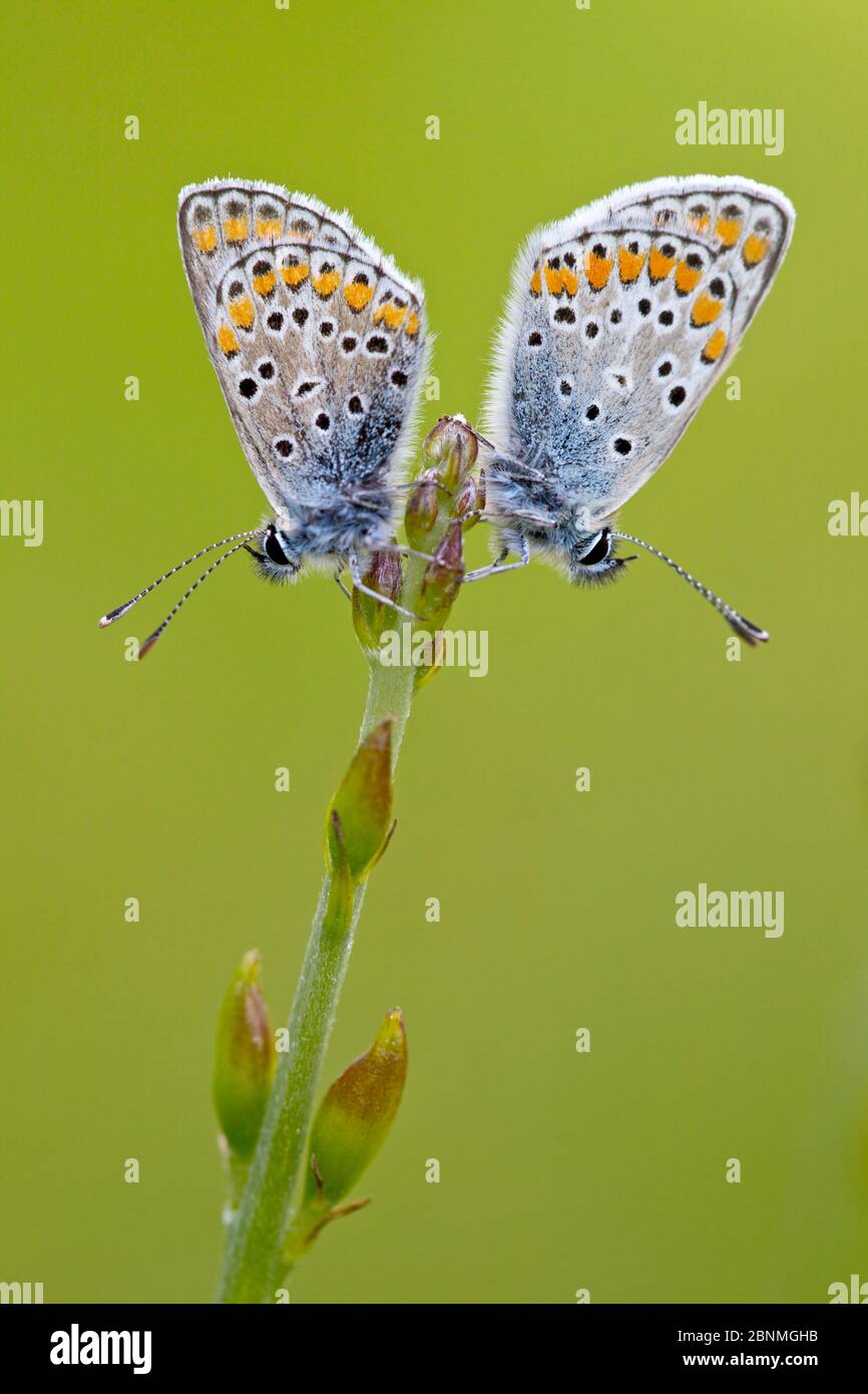 Zwei braune Argusfalter (Aricia agestis), regionaler Naturpark Baronnies Provencales, Frankreich, Mai. Stockfoto