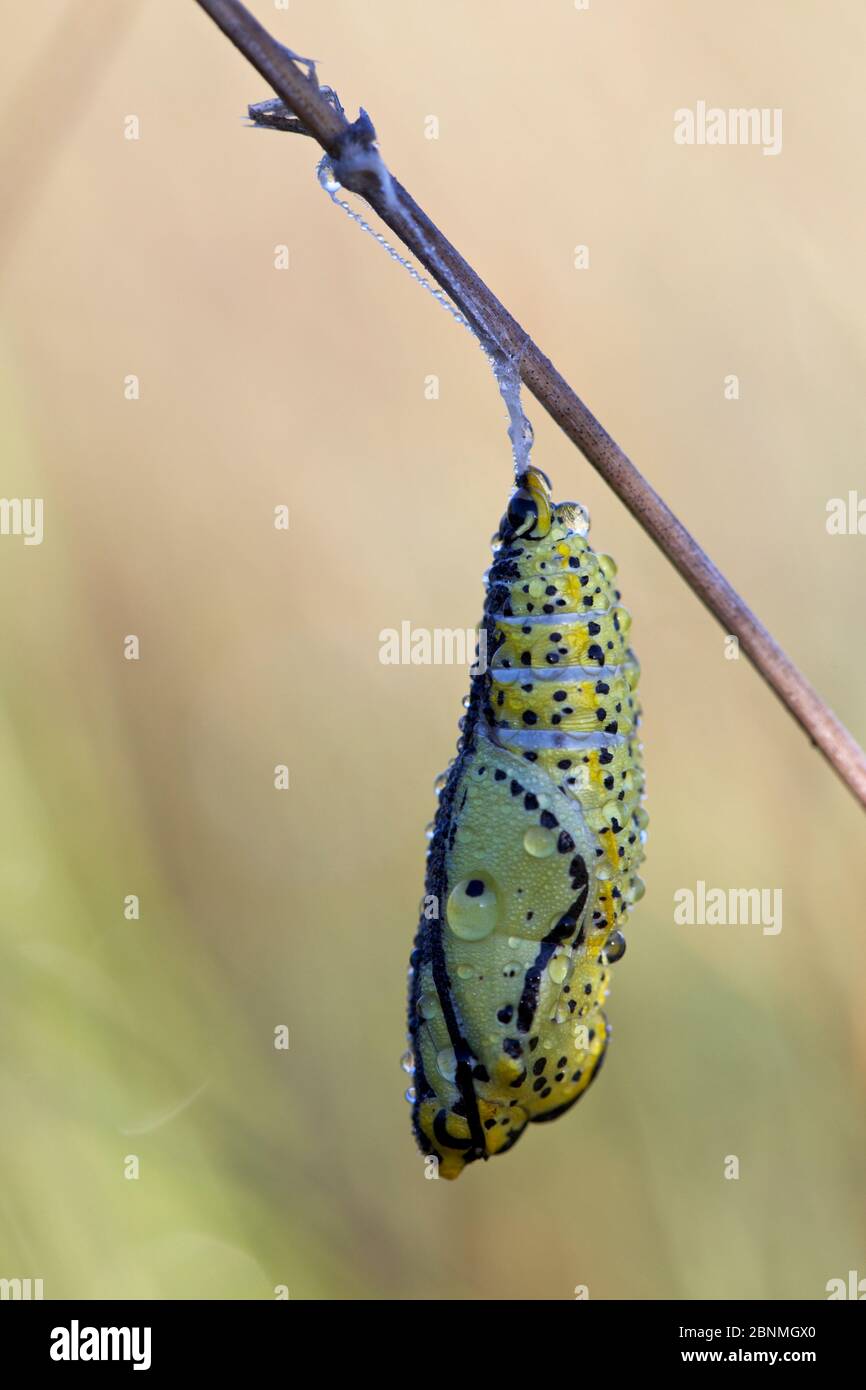 Schwarzvedel Weißer Schmetterling (Aporia crataegi) crysalis bedeckt mit Tau, Haut-Languedoc Regional Natural Park, Frankreich, Mai. Stockfoto