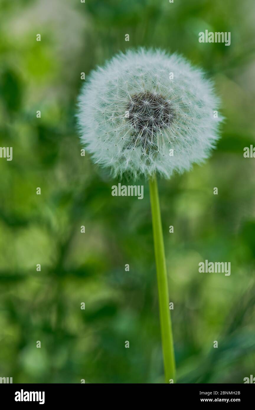 Makro einer einzigen unberührten Löwenzahn Blume, vertikale Farbfoto Stockfoto