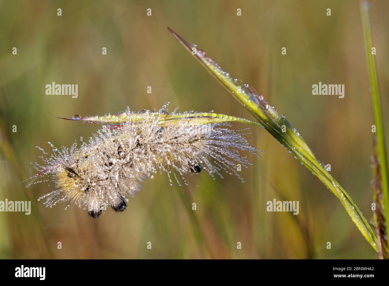 Dunkle Strumpfmottenraupe (Dicallomera fascelina) mit Tau bedeckt, Haut-Languedoc Regional Natural Park, Frankreich, Mai. Stockfoto