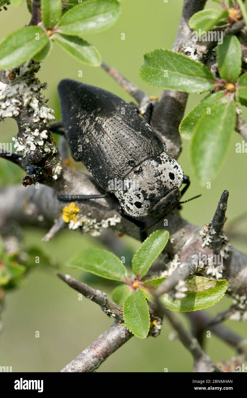 Mediterrane Flachkopf-Holzboreaze (Capnodis tenebrionis), regionaler Naturpark Grands Causses, Frankreich, Mai. Stockfoto