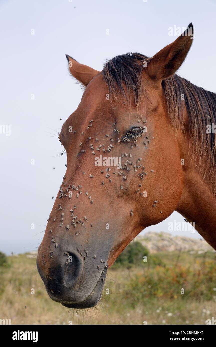 Asturisches Pony / Asturker (Equus caballus) mit vielen Gesichtsfliegen / Herbsthausfliegen (Musca autumnalis) auf dem Kopf und um die Augen und nostr Stockfoto