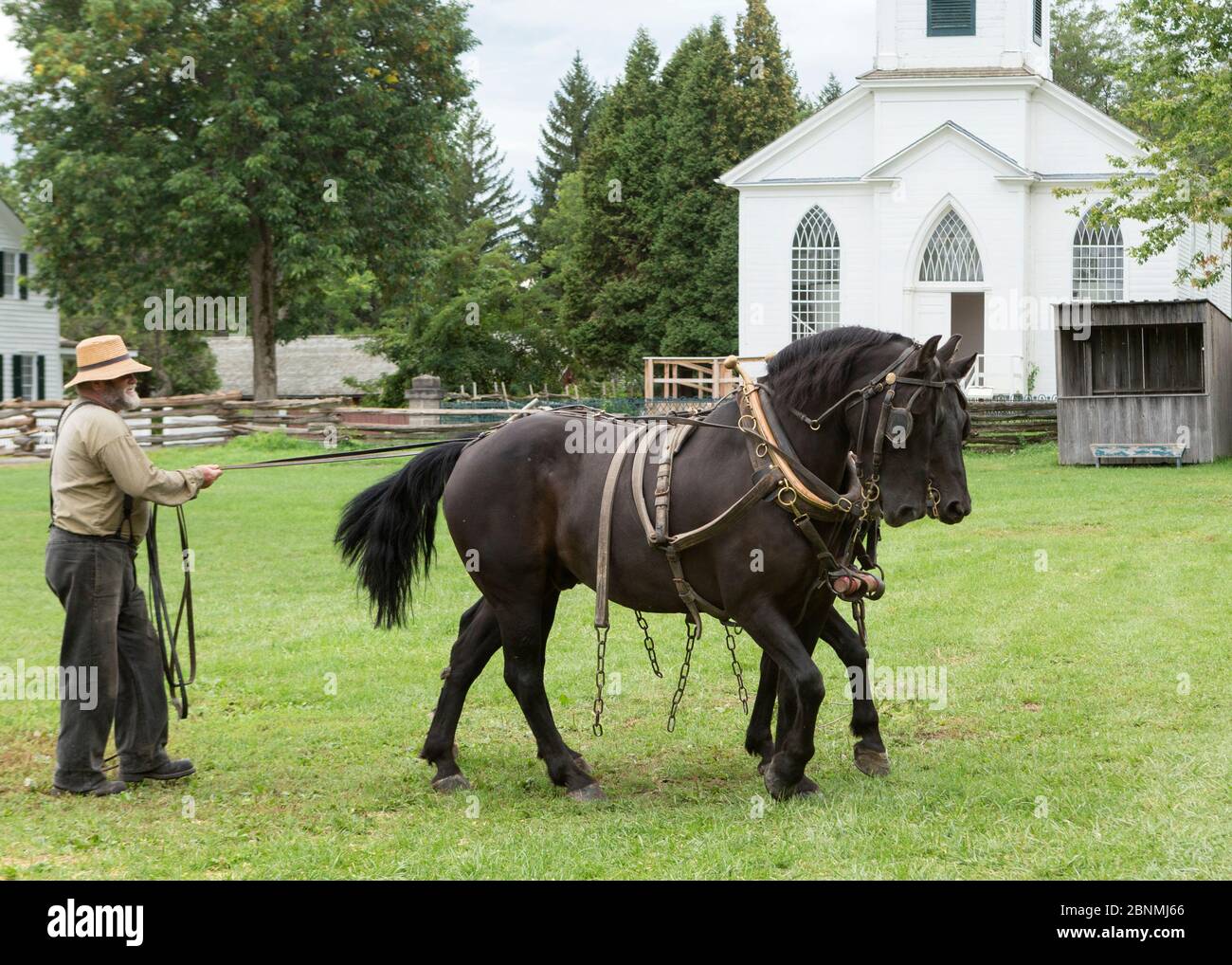 Zwei Canadian Horse Walldings im Gurtzeug, werden von ihrem Handler im Upper Canada Village Museum, Morrisburg, Ontario, Kanada, geführt. Stark gefährdet h Stockfoto
