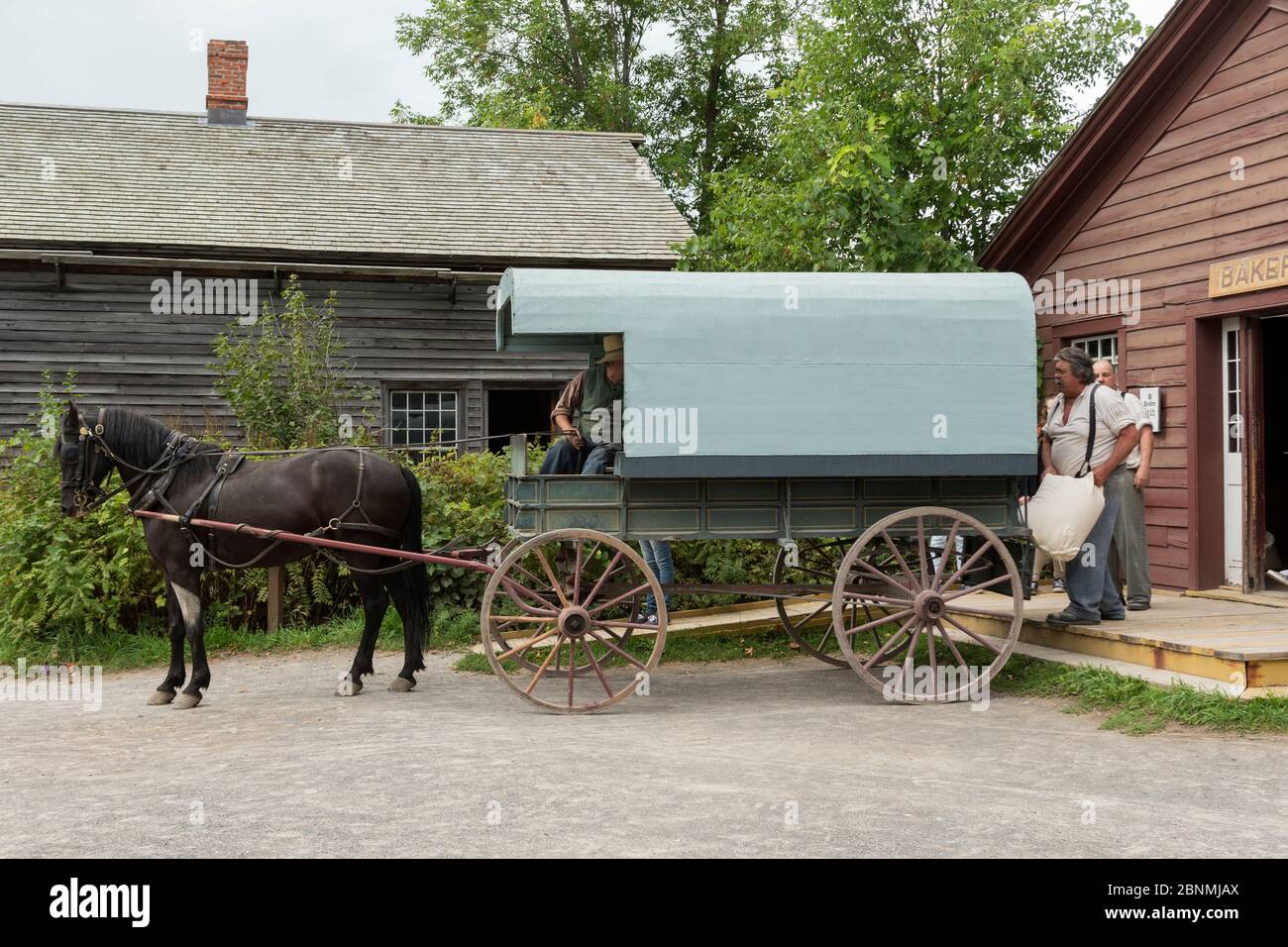 Canadian Horse Wallach wartet, während sein Wagen mit Mehlsäcken gefüllt ist, im Upper Canada Village Museum, Morrisburg, Ontario, Kanada kritisch endenange Stockfoto