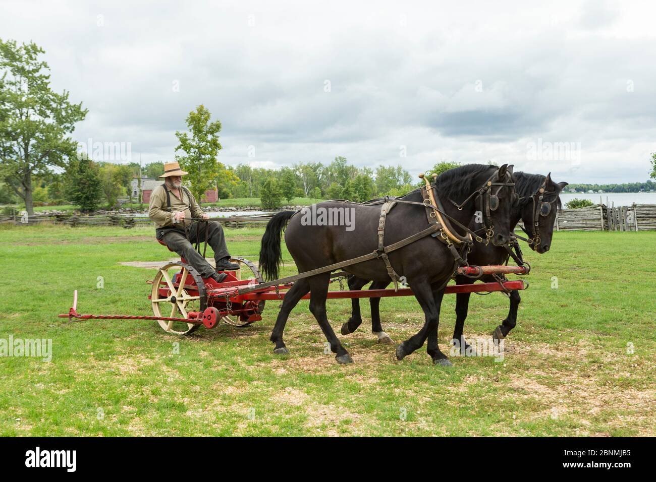 Zwei kanadische Pferdegelddings ziehen einen alten Grasschneider im Upper Canada Village Museum, Morrisburg, Ontario, Kanada. Vom Aussterben bedrohte Pferdebré Stockfoto