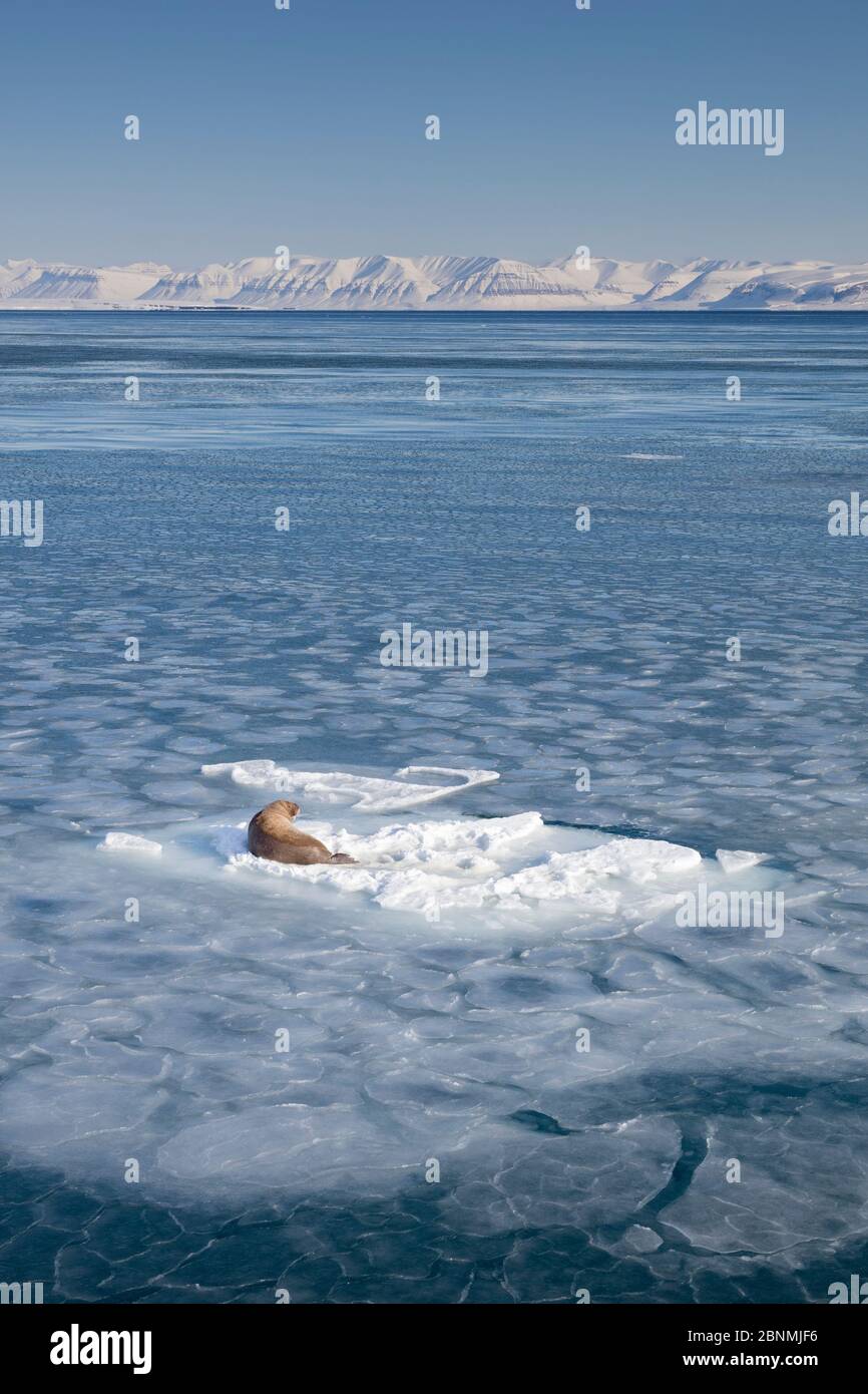 Walross (Odobenus rosmarus) auf Eisscholle, Spitzbergen, Spitzbergen, Norwegen, April. Stockfoto