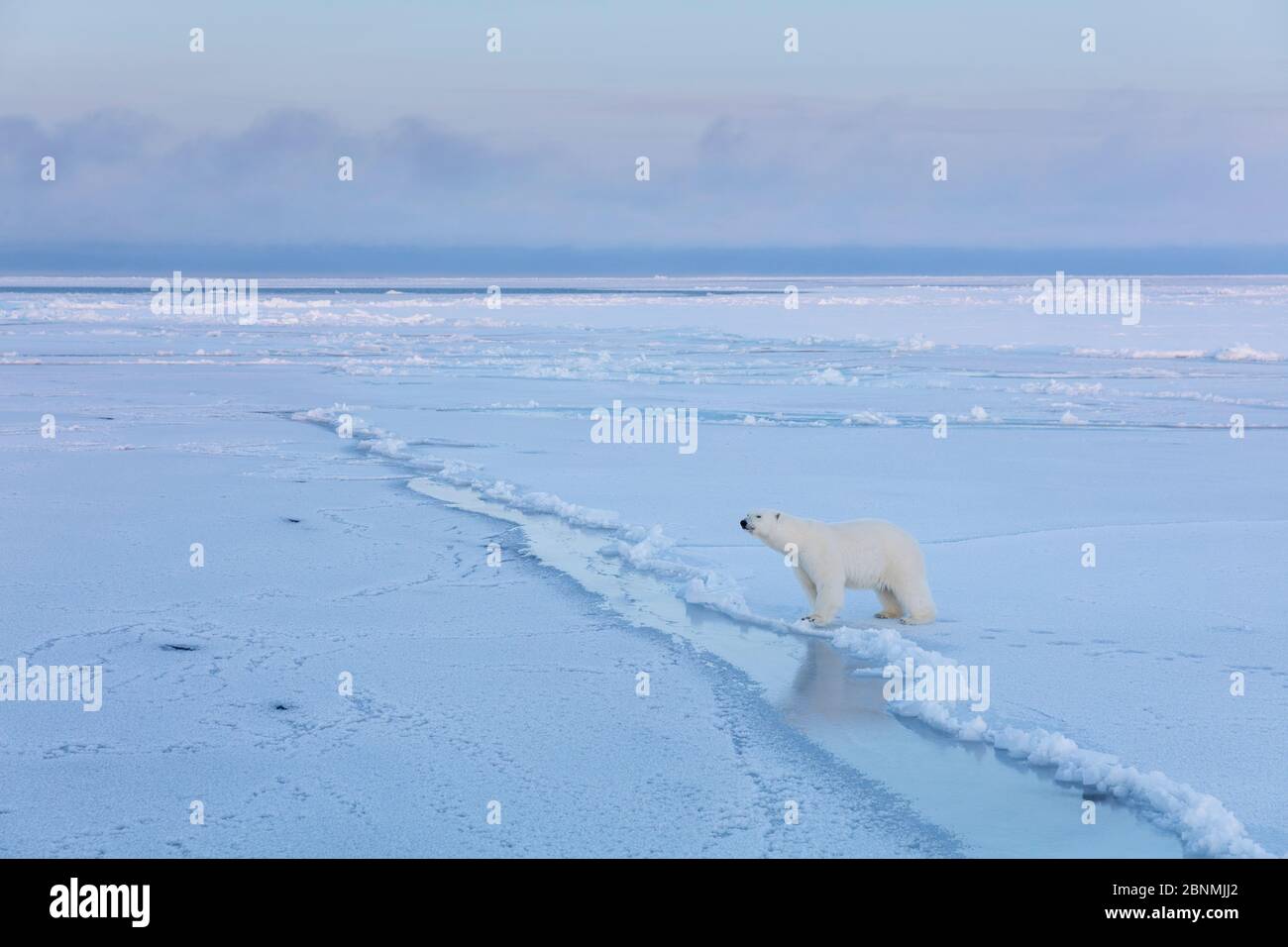 Eisbär (Ursus maritimus) auf Eisfeld im späten Winter, Spitzbergen, Spitzbergen, Norwegen, April Stockfoto