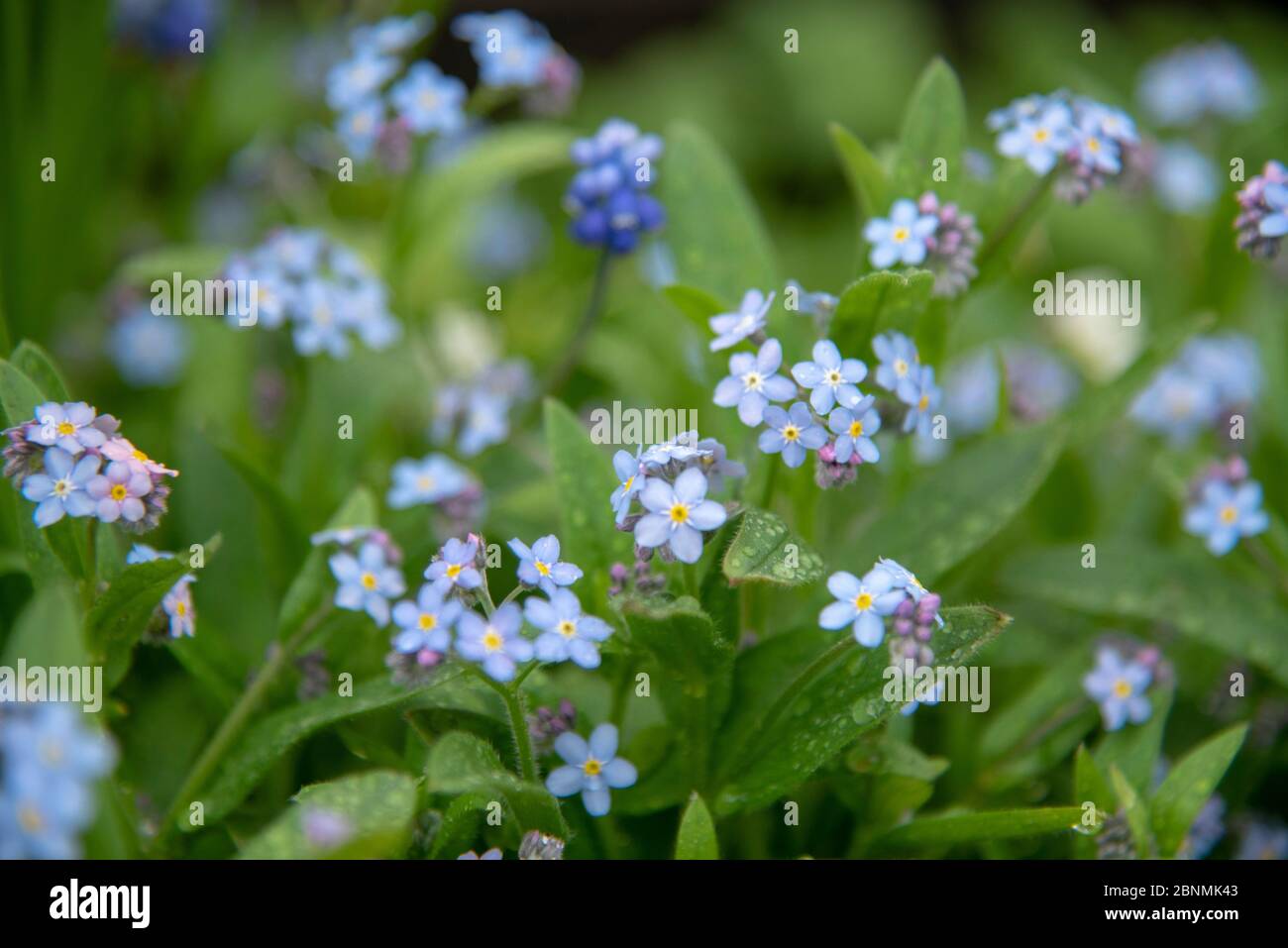 Ein voller Rahmen aus zarten blauen Vergissmeinnicht als Hintergrund. Stockfoto