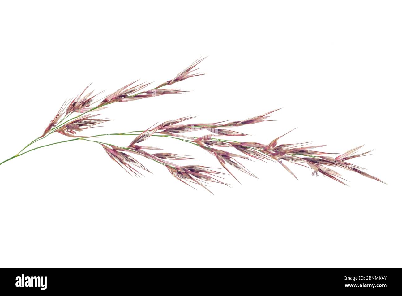 Schilf (Phragmites australis) Detail der Blumen, Deutschland Stockfoto