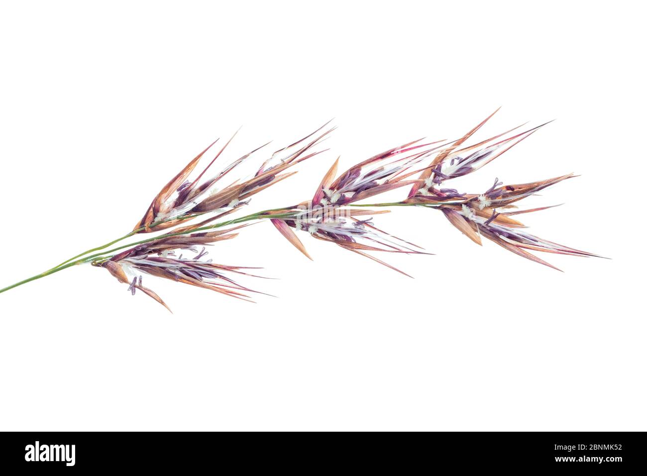Schilf (Phragmites australis) Detail von Blumen, Deutschland, September. Stockfoto