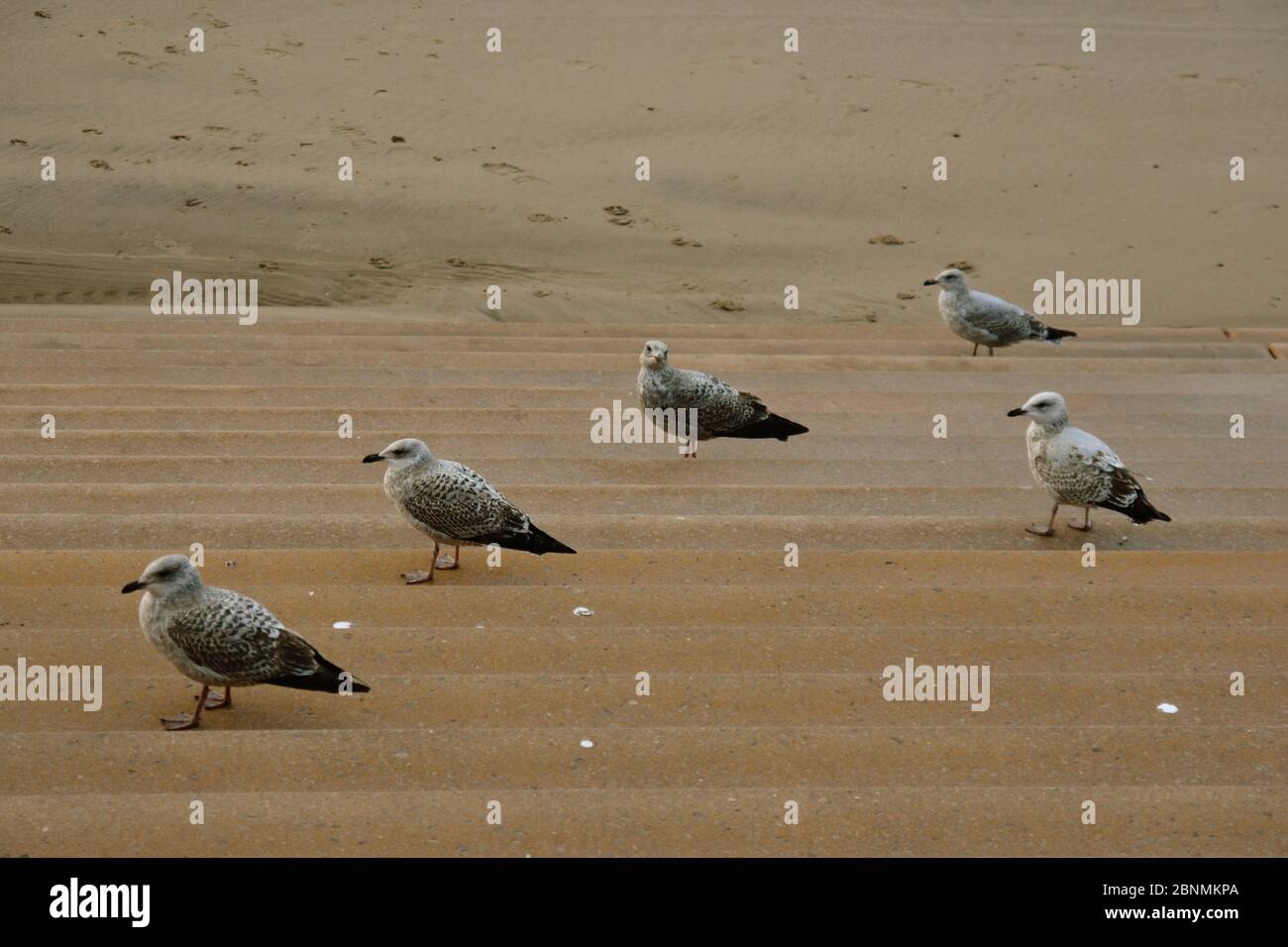 Eine Gruppe von Möwen, die auf den Stufen am Meer stehen Stockfoto