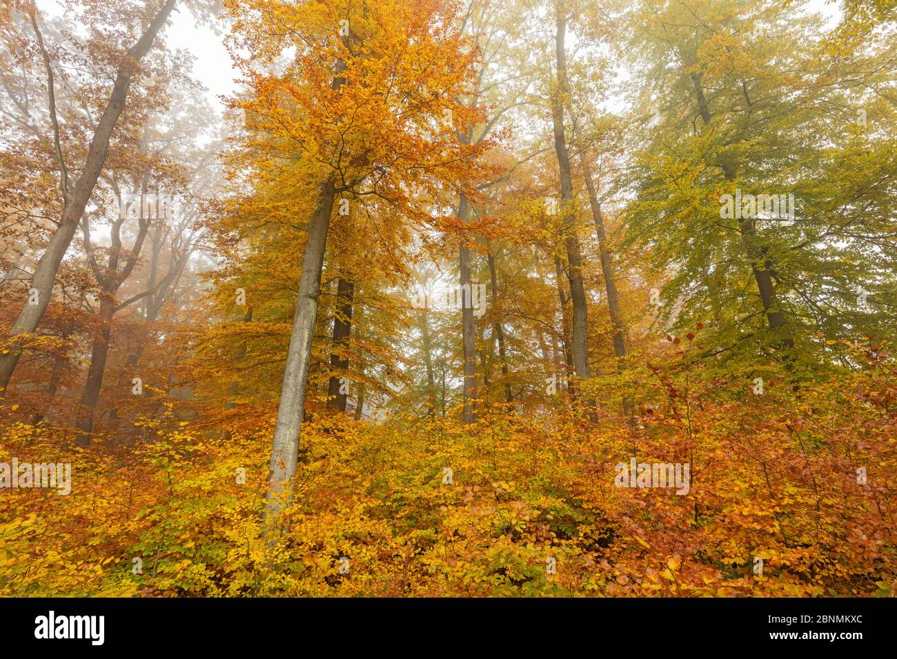 Buchenwald (Fagus sylvatica) im Herbst, Deutschland, November 2015. Stockfoto
