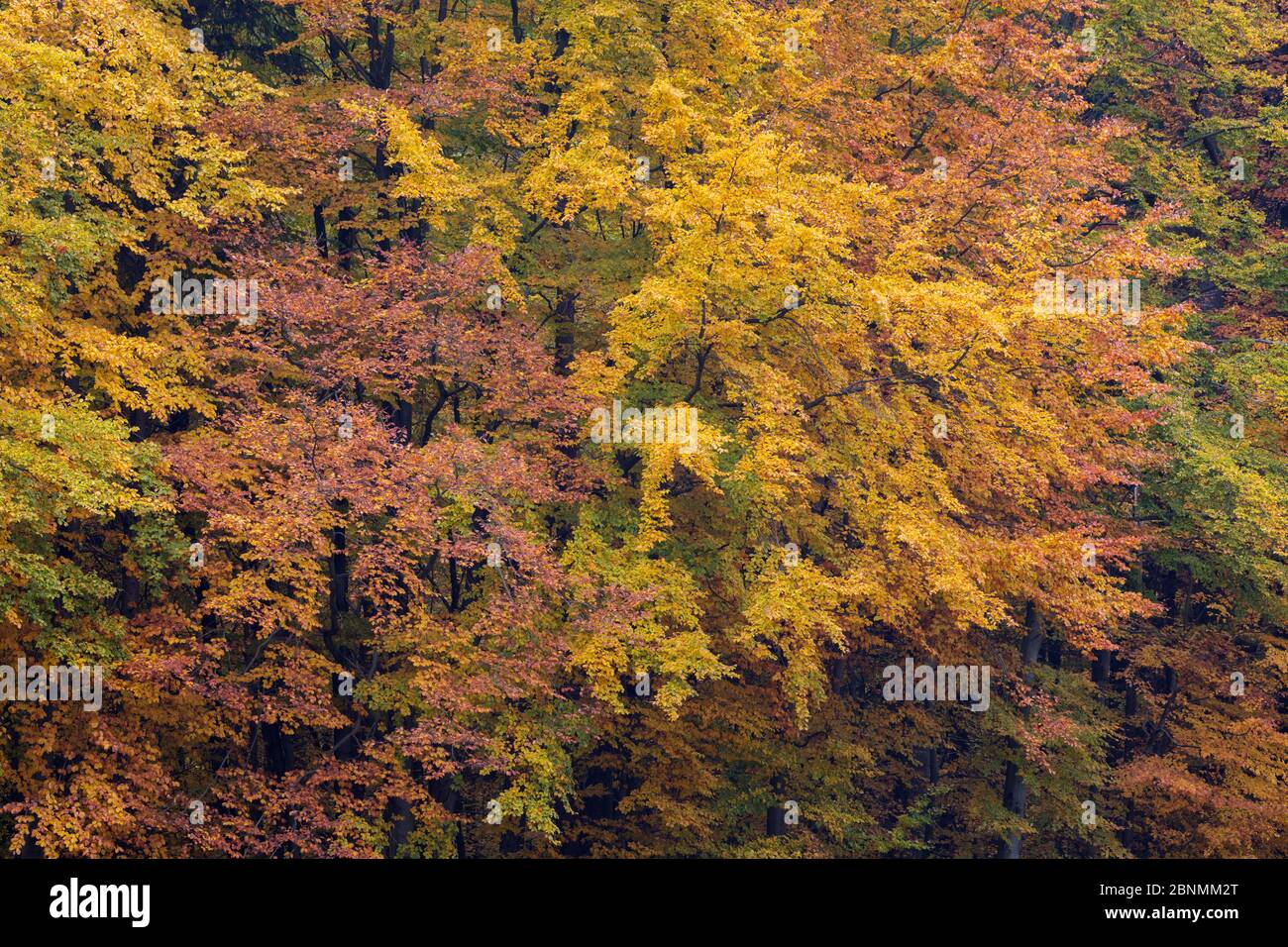 Buchenwald (Fagus sylvatica) in Herbstfarben, Deutschland, Oktober. Stockfoto