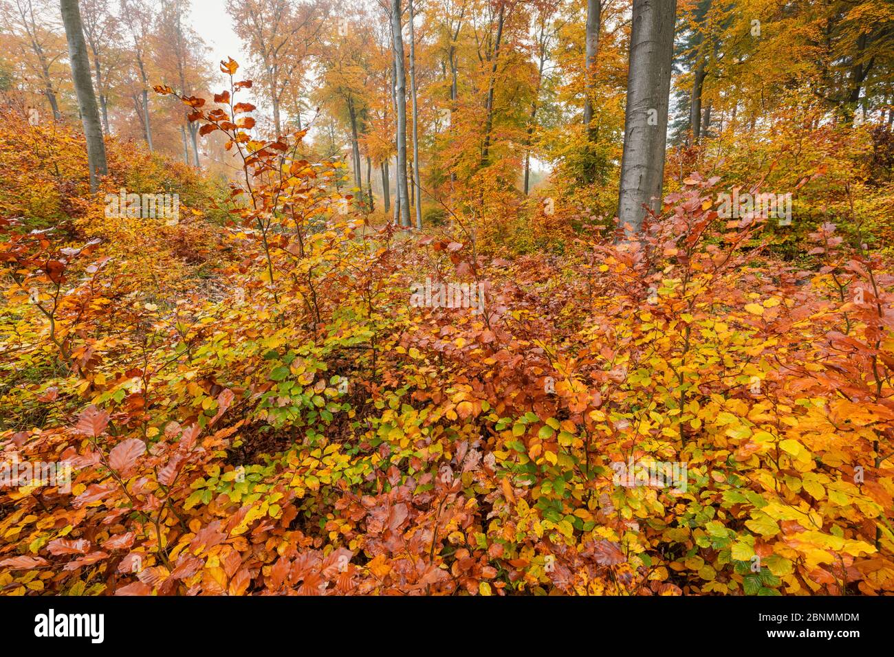Buchenwald (Fagus sylvatica) im Herbst, Deutschland, November. Stockfoto
