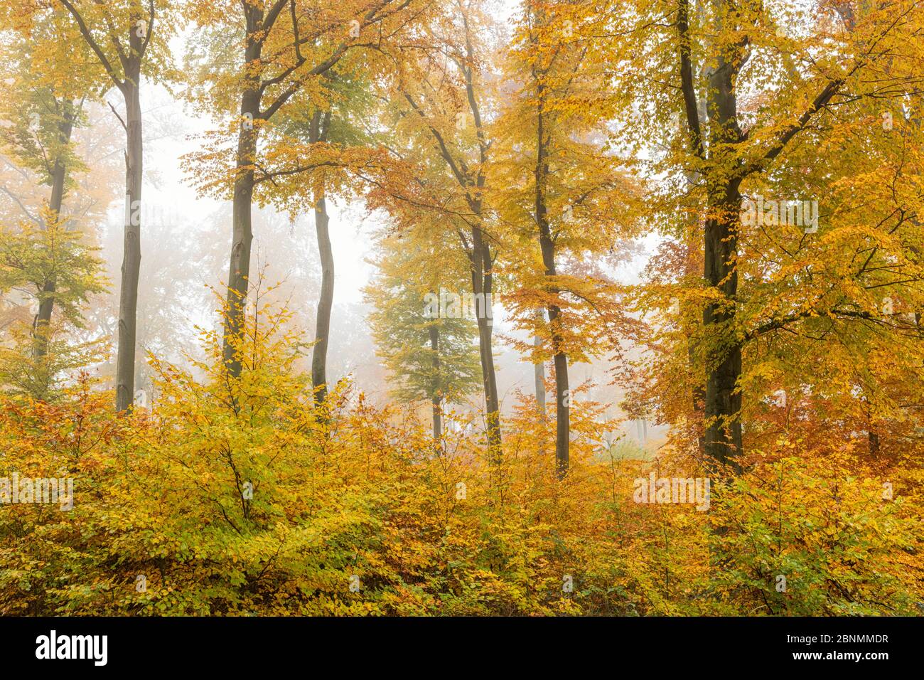 Buchenwald (Fagus sylvatica) im Herbst, Deutschland, November. Stockfoto