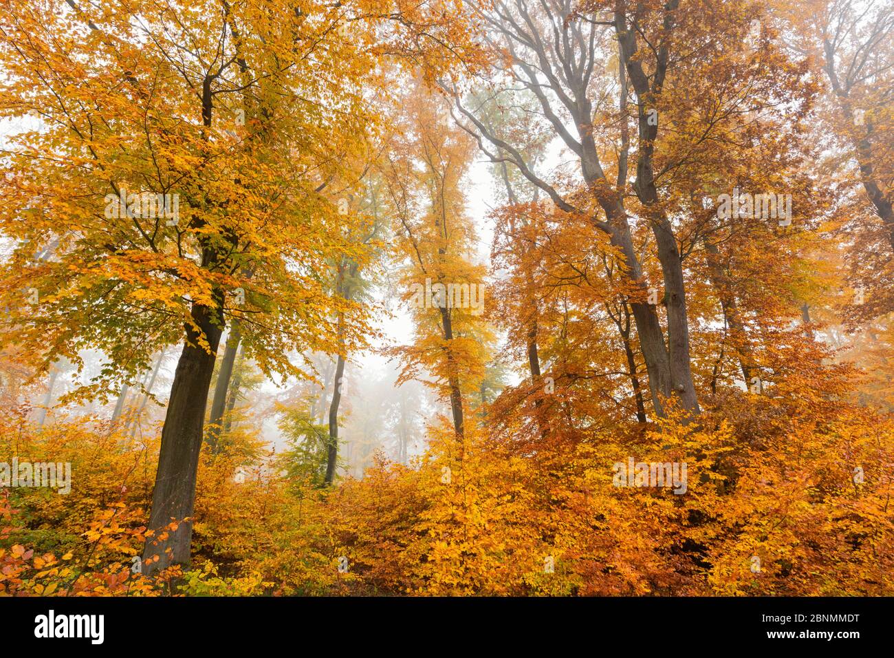 Buchenwald (Fagus sylvatica) im Herbst, Deutschland, November. Stockfoto