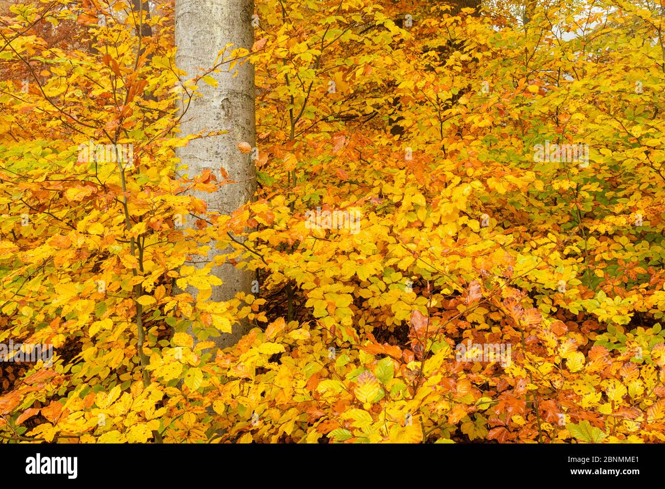 Buchenwald (Fagus sylvatica) mit Blättern in Herbstfarben, Deutschland, November. Stockfoto