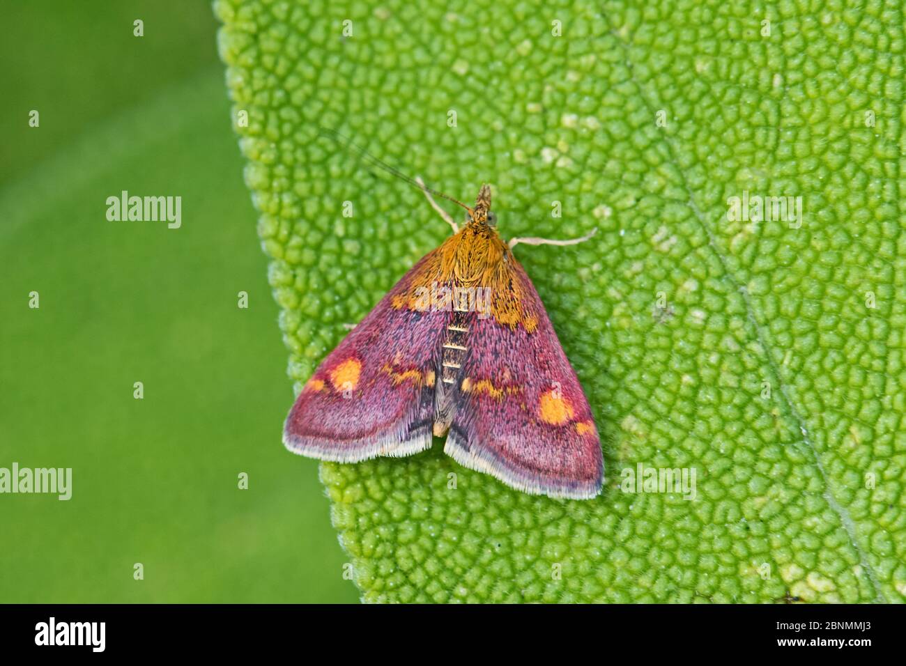 Gelber Purpur- und Goldschreck (Pyrausta purpuralis) Brockley Cemetery, Lewisham, London, UK Juli Stockfoto