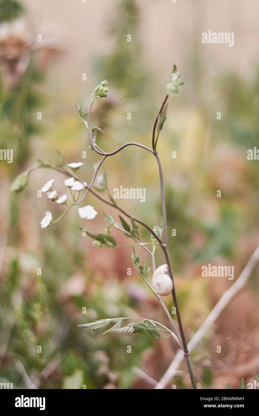 Haferpflanzen im grünen Feld, Getreide Nahaufnahme, Makro Stockfoto
