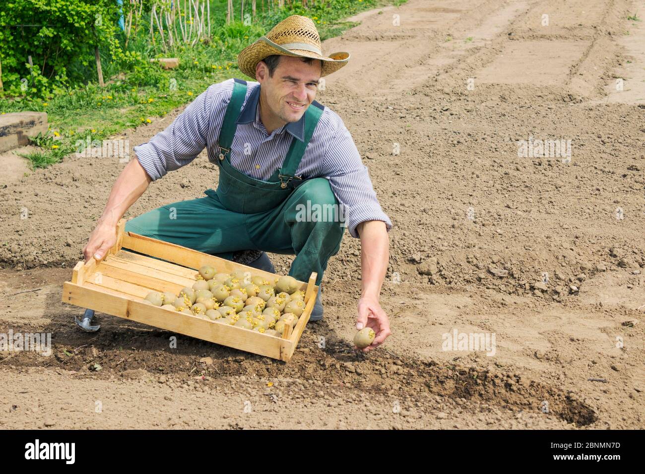 Mann im Gemüsegarten. Landwirtschaft und traditionelle Frühlingsarbeit. Kartoffeln im Mai Pflanzen Stockfoto