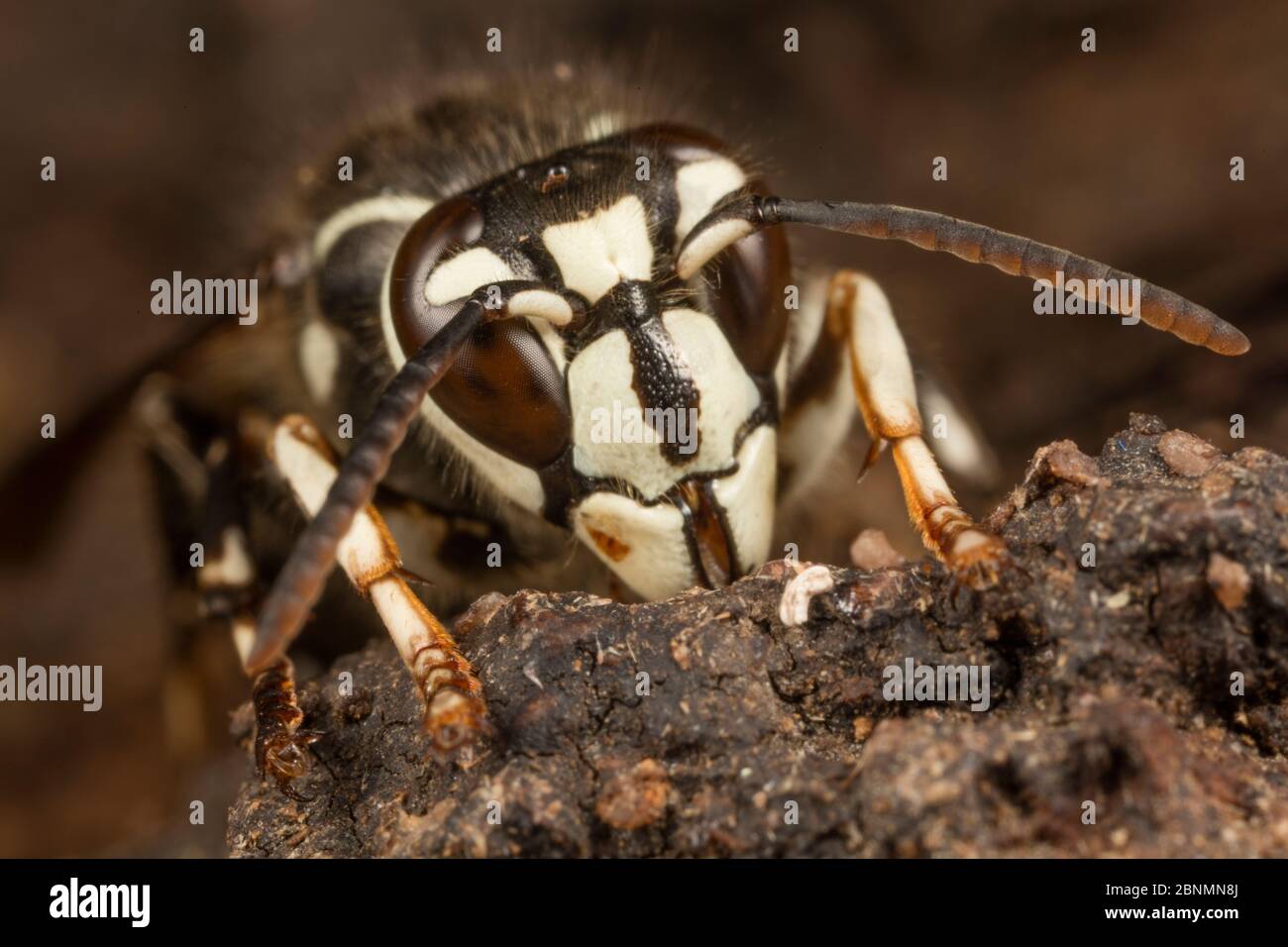 Weißkopfhornet (Dolichovespula maculata) Arbeiter Fütterung bei Alkoholfluss - fermentierten saft- auf weißen Eichenstamm (Quercus) Fort Washington State Park, P. Stockfoto