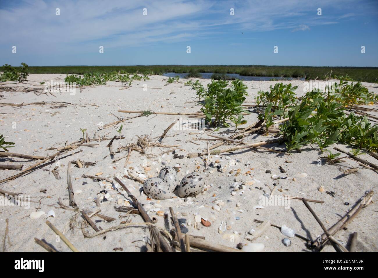 Amerikanische Austernfischer (Haematopus palliatus) Nest mit Eiern am Strand, Delaware Bay, New Jersey, USA, Juni Stockfoto