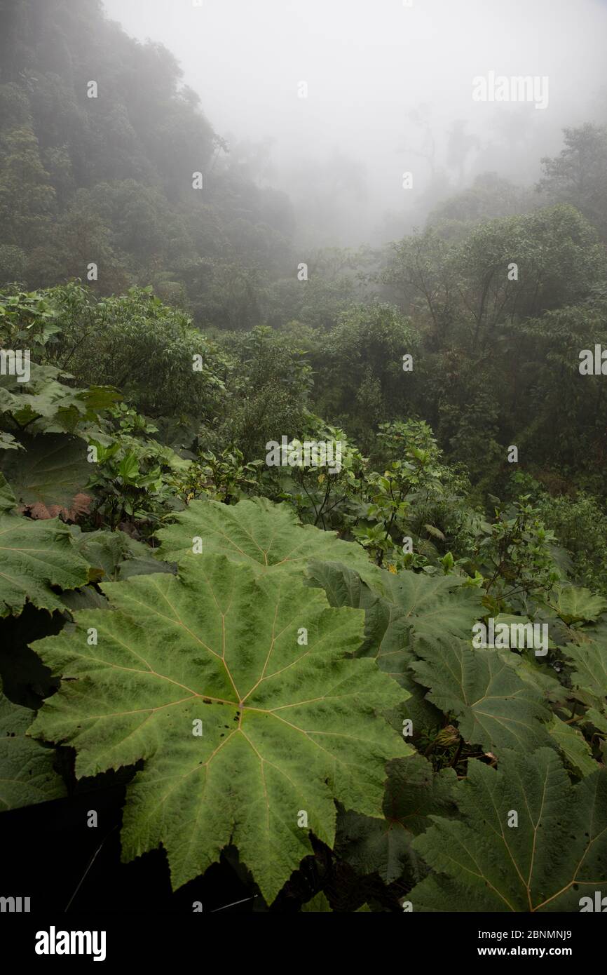 Riesenblätter von Gunnera sp im Nebelwald, Provinz Zamora-Chinchipe, Tapichalaca Biological Reserve, Ecuador Stockfoto