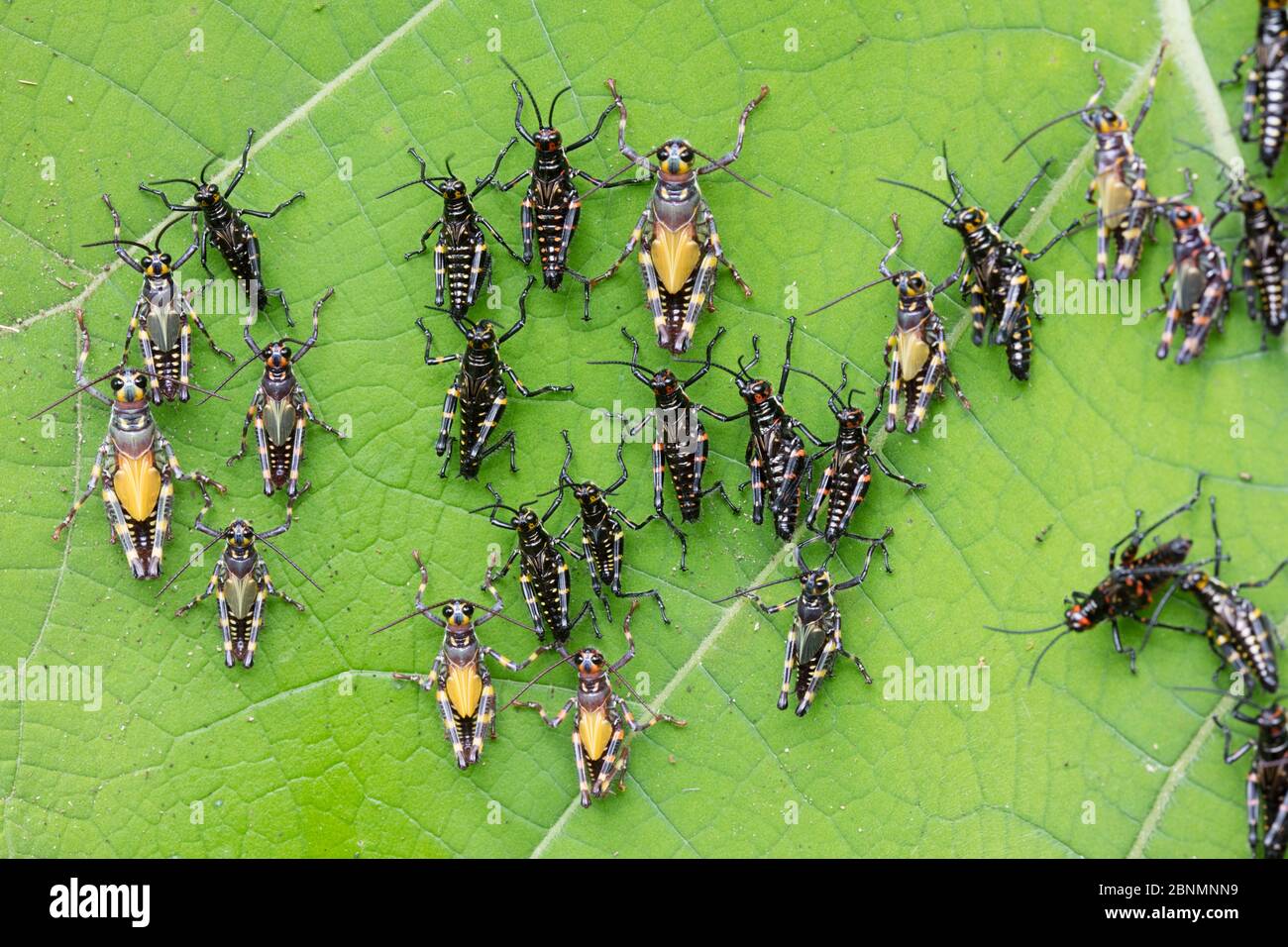 Heuschrecken (Chromactis sp) Häutung von Nymphen Stadium, Provinz El Oro, Buenaventura Biological Reserve, Ecuador Stockfoto
