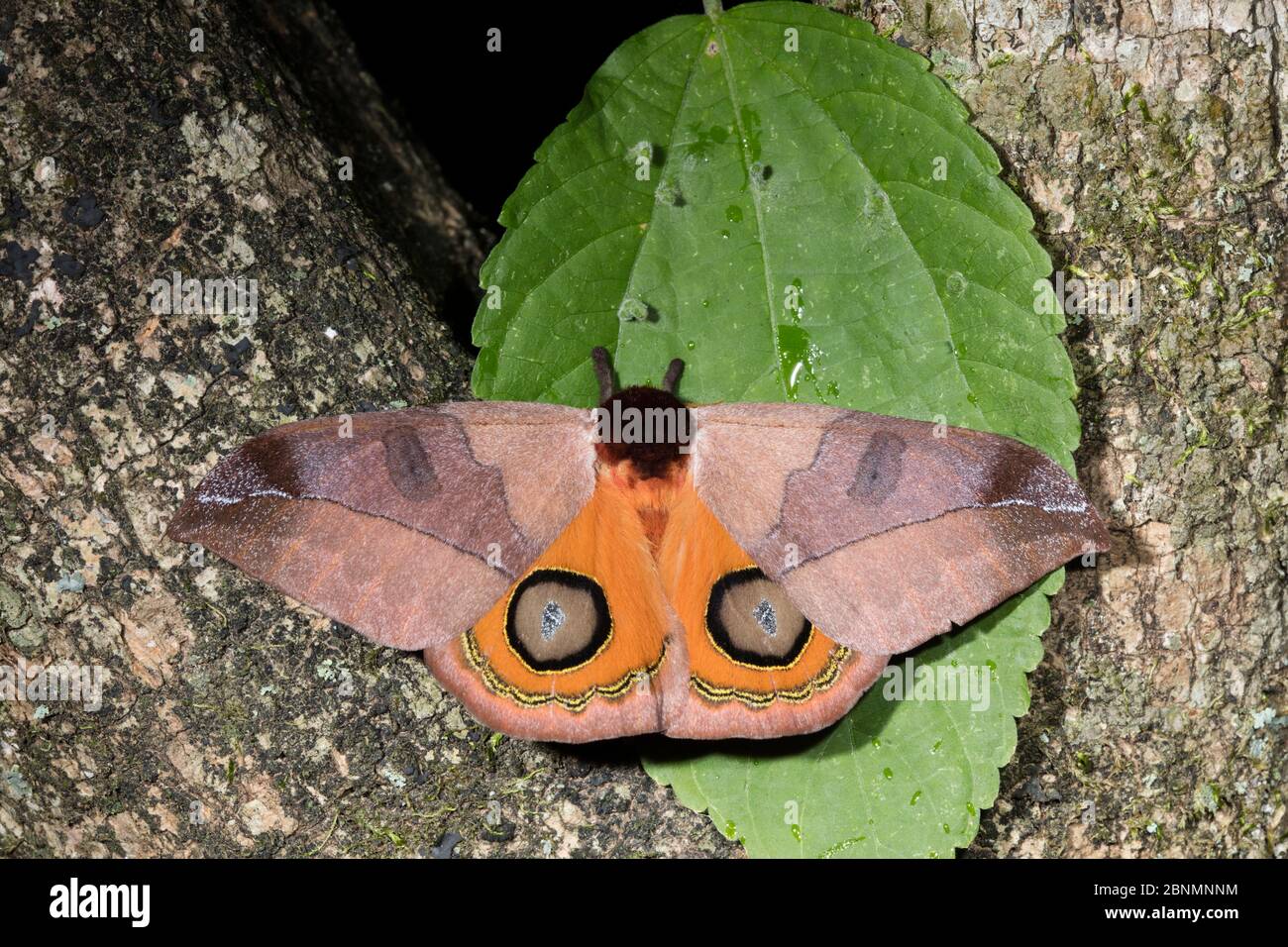 Motte (Automeris sp) mit offenen Flügeln, die Augenflecken zeigen, Provinz Loja, Biologisches Reservat Jorupe, Ecuador Stockfoto