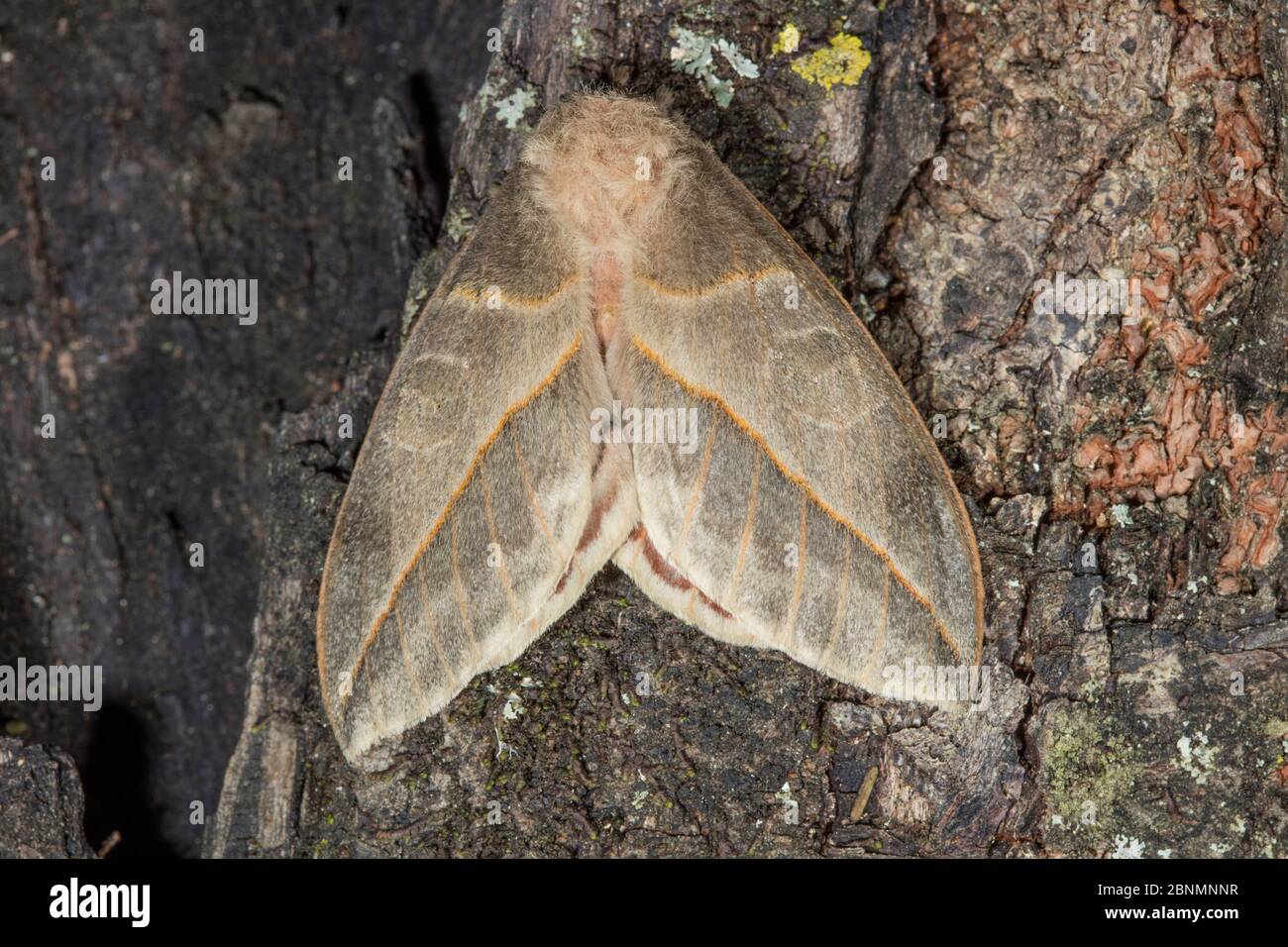 Moth (Automeris sp) Provinz Loja, Jorupe Biologisches Reservat, Ecuador Stockfoto