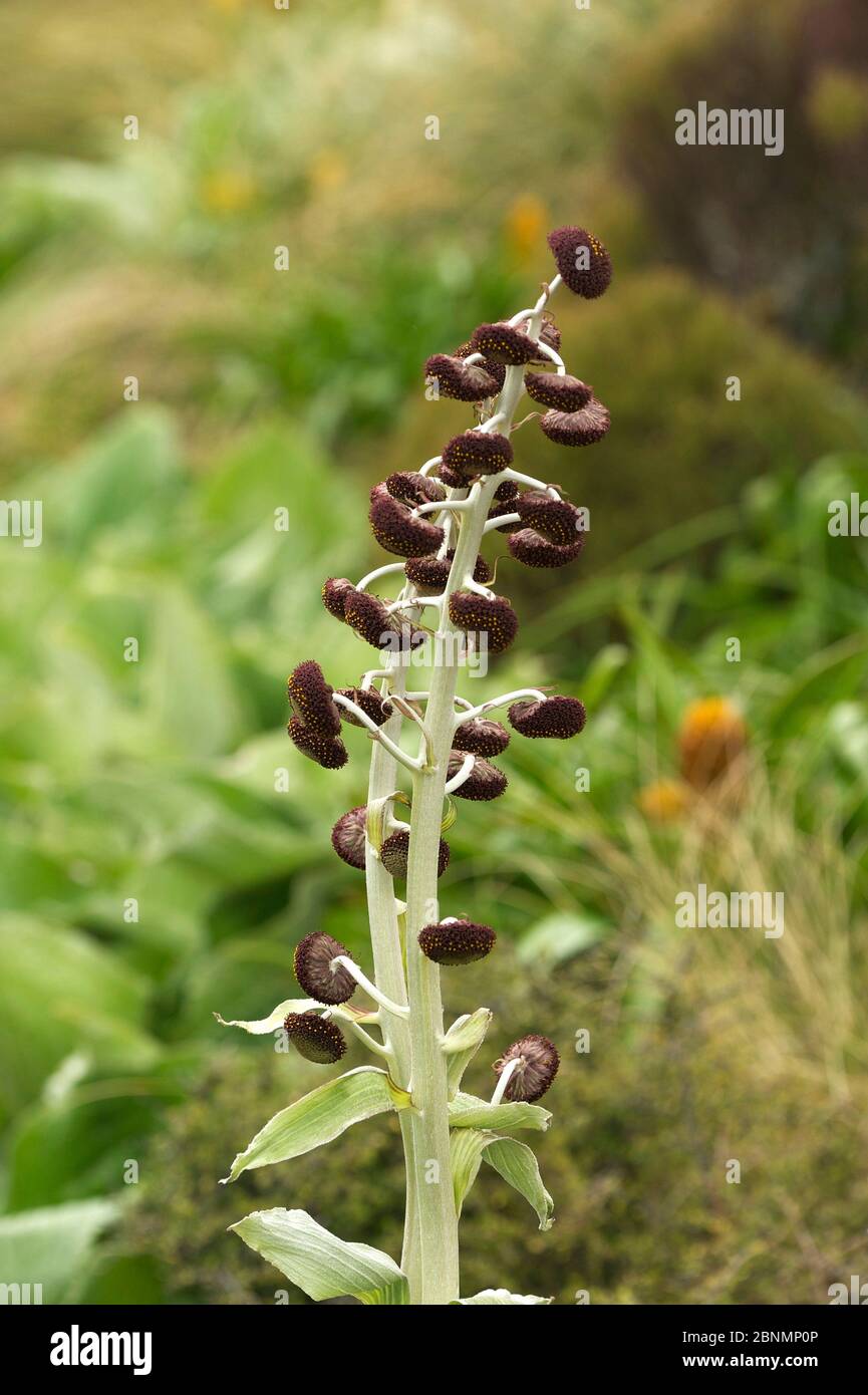 Daisy (Pleurophyllum criniferum) Campbell Island, Subantarktisches Neuseeland Januar Stockfoto