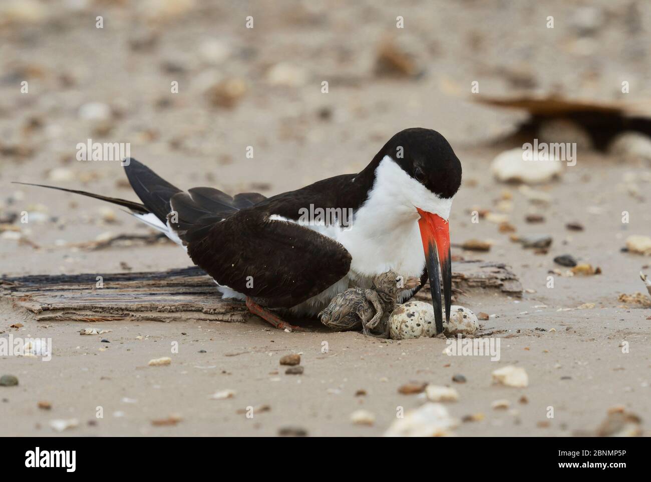 Schwarzer Skimmer (Rynchops niger), Erwachsener mit Ei im Nest, Port Isabel, Laguna Madre, South Padre Island, Texas, USA. Juni Stockfoto