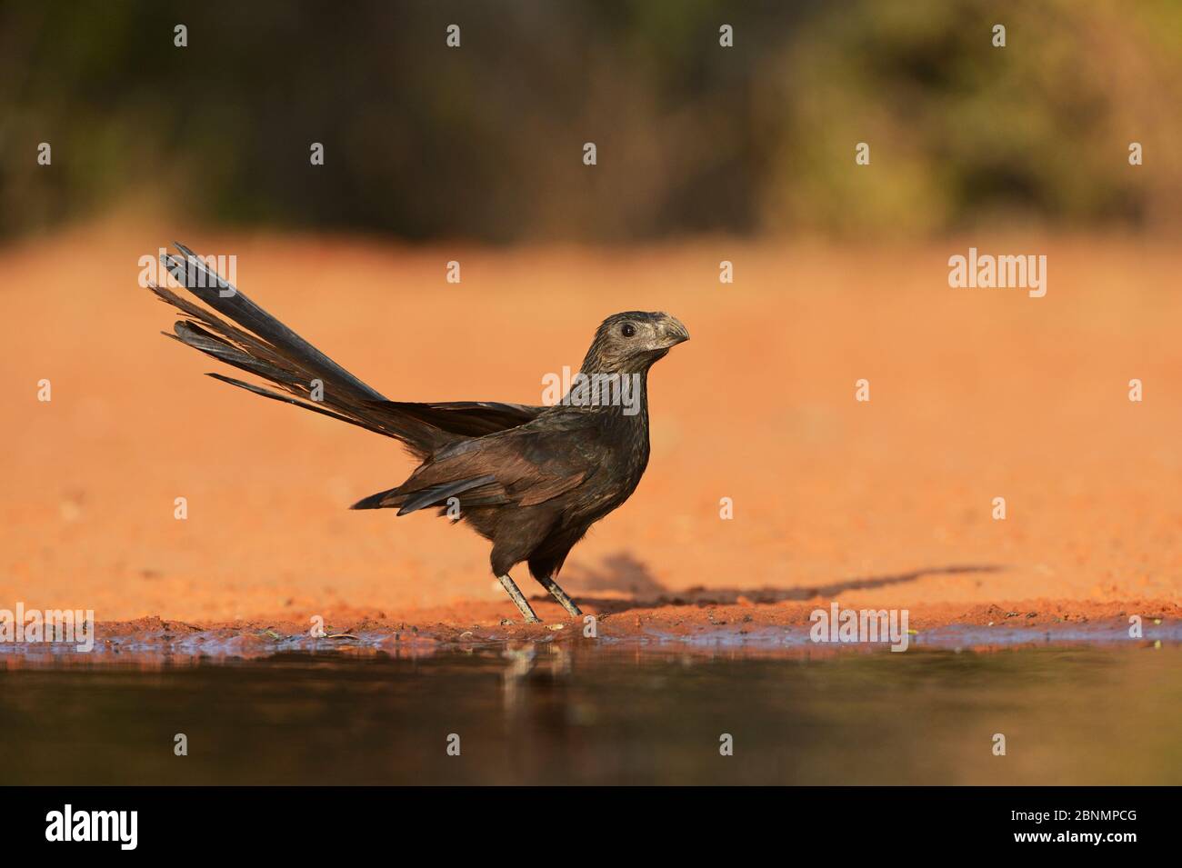 Groove-billed Ani (Crotophaga sulcirostris), Erwachsene trinken, Rio Grande Valley, South Texas, Texas, USA. Juni Stockfoto